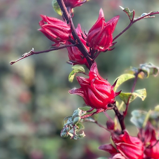 ローゼル　１キロ　生の実　無農薬 ローゼルハイビスカス 生 果実｜ローゼル 1kg｜無農薬 沖縄産 宮古島