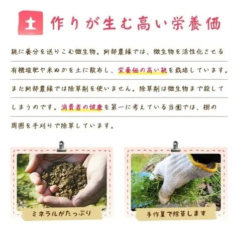 加工用摘果若桃3kg 甘露煮やジャムに 福島のもも あかつき・白鳳・川