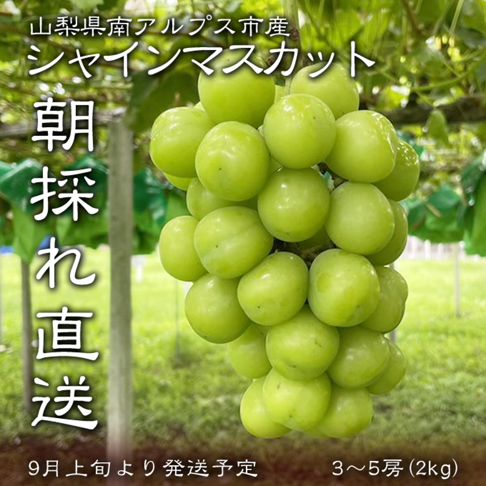 山梨県産】シャインマスカット(種無し)2kg（3房から5房）【予約販売