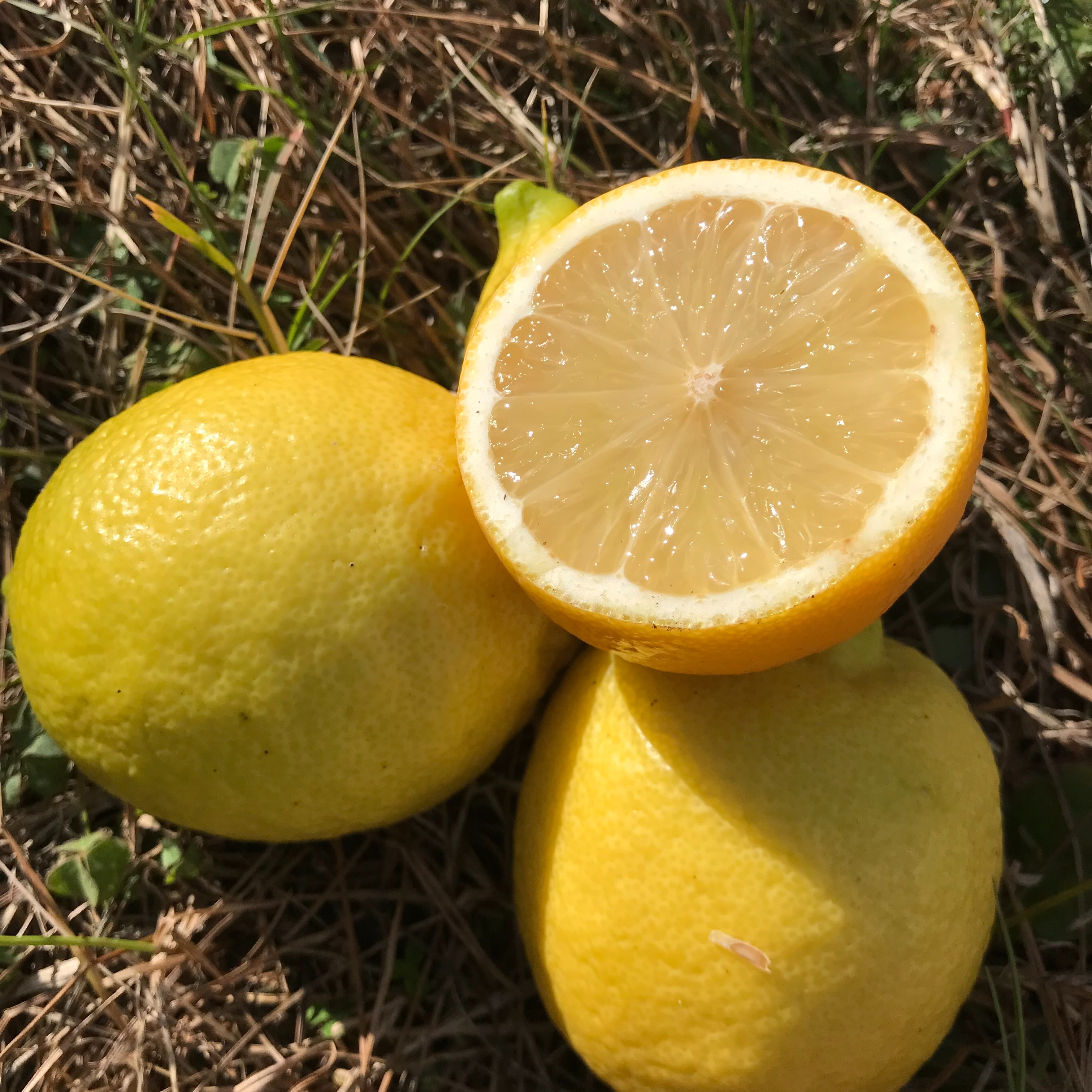 訳あり⭐️広島県産無農薬レモン10キロ箱込（農薬：栽培期間中不使用） 訳あり農薬不使用◇広島レモン◇4kg ｜ 果物/香酸柑橘(ライム・レモン