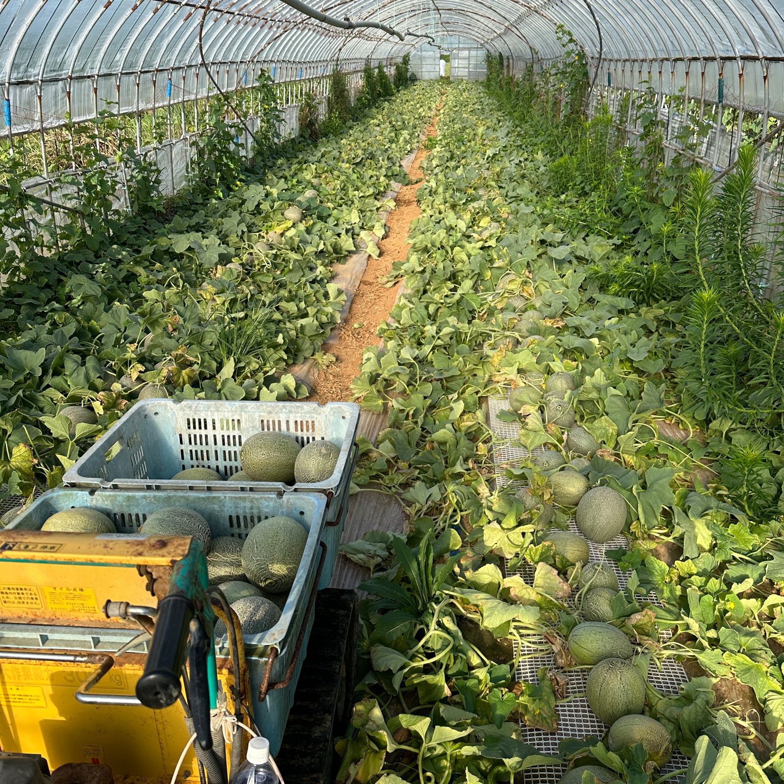 タカミメロン 4Lサイズ 3玉セット ｜ 果物/メロン 産直アウル 農家