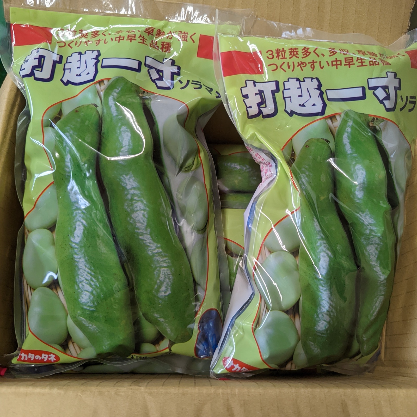 ジャンボそら豆の種　６００粒 ジャンボそら豆の種 600粒 商品の説明今年収穫したそら豆…