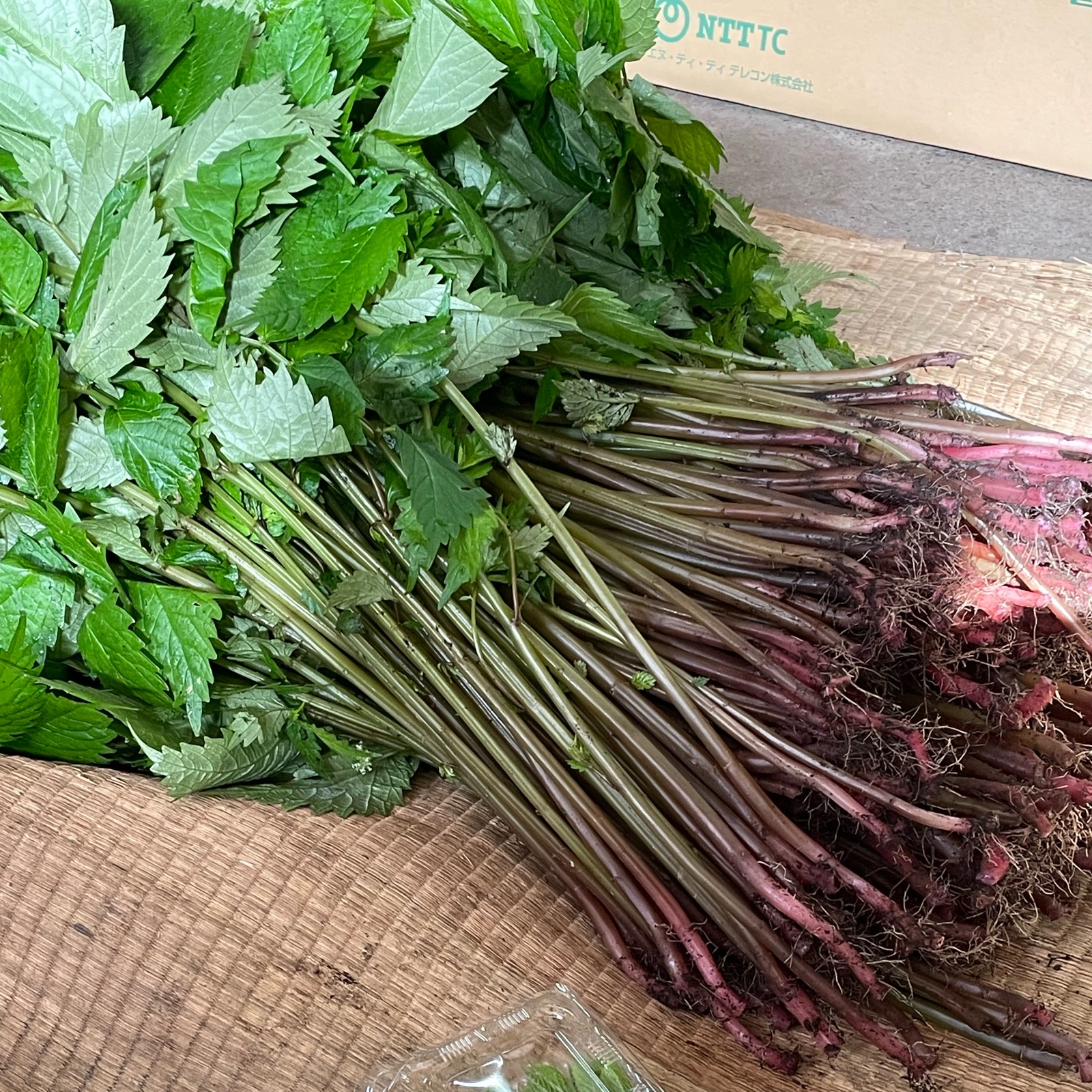 5、6月限定 特別価格 旬の赤ミズ 1キロ ｜ 野菜/山菜 産直アウル 農家