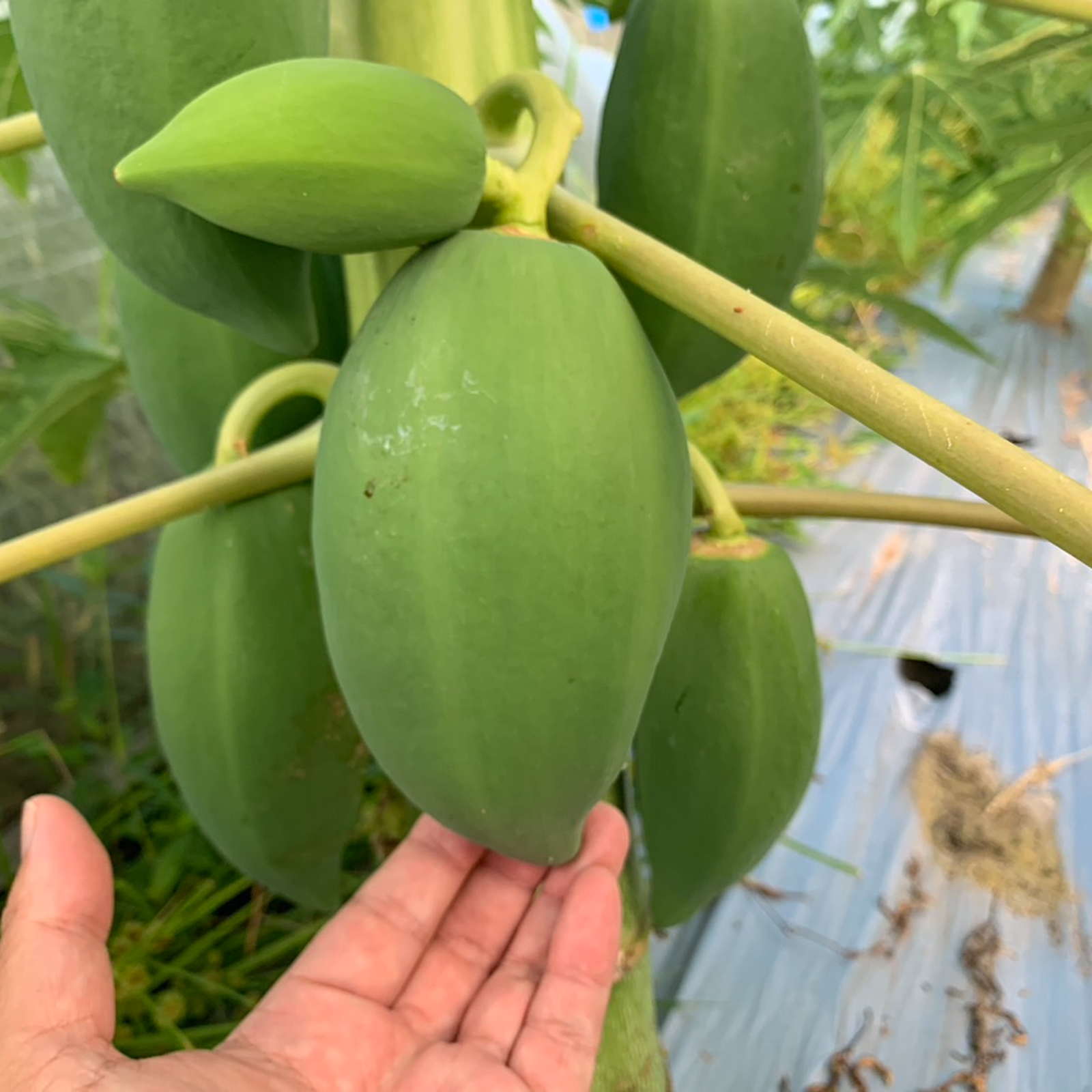 1400g　(国産・高品質)乾燥パパイヤの茎（無農薬・有機肥料）10%引