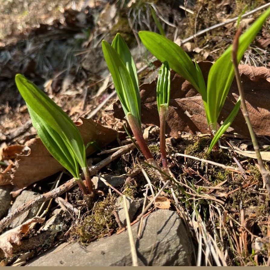 北海道産、天然ギョウジャニンニク 北海道産天然ギョウジャニンニク(冷凍)1キロ ｜ 野菜/山菜 産直アウル