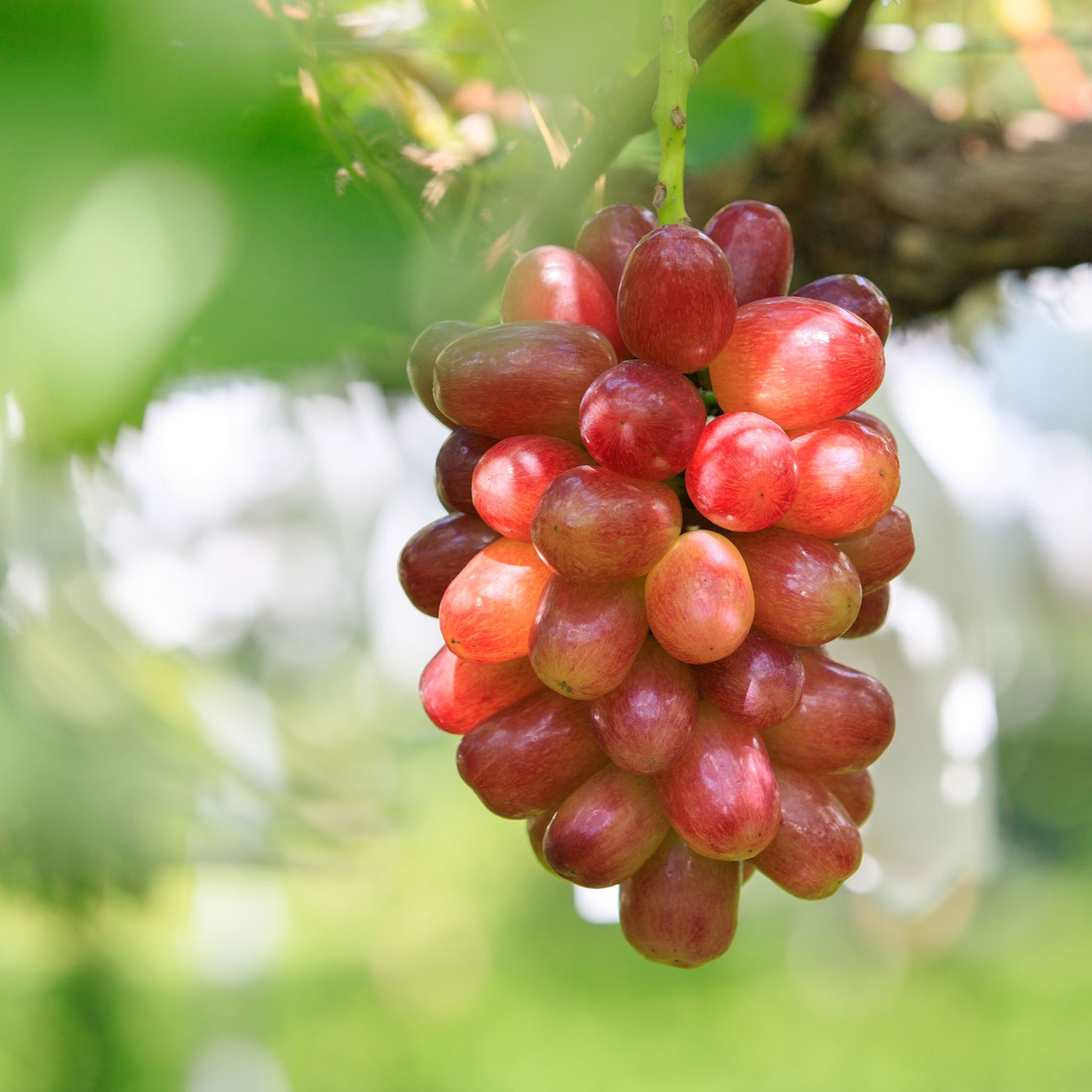 500g、1kg 【予約用】クイーンセブン