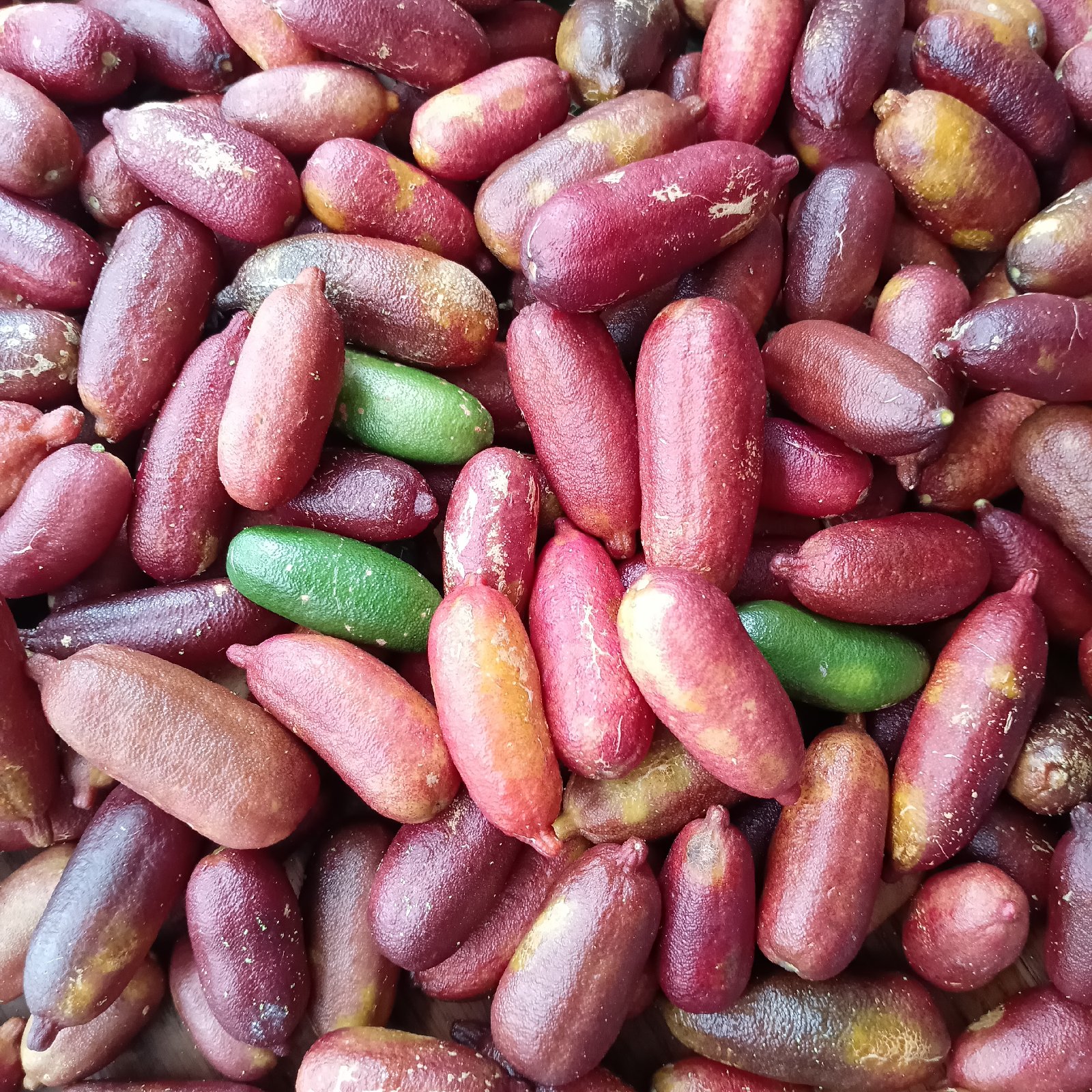 フィンガーライム | 果物/香酸柑橘(ライム・レモン等) 産直アウル 農家