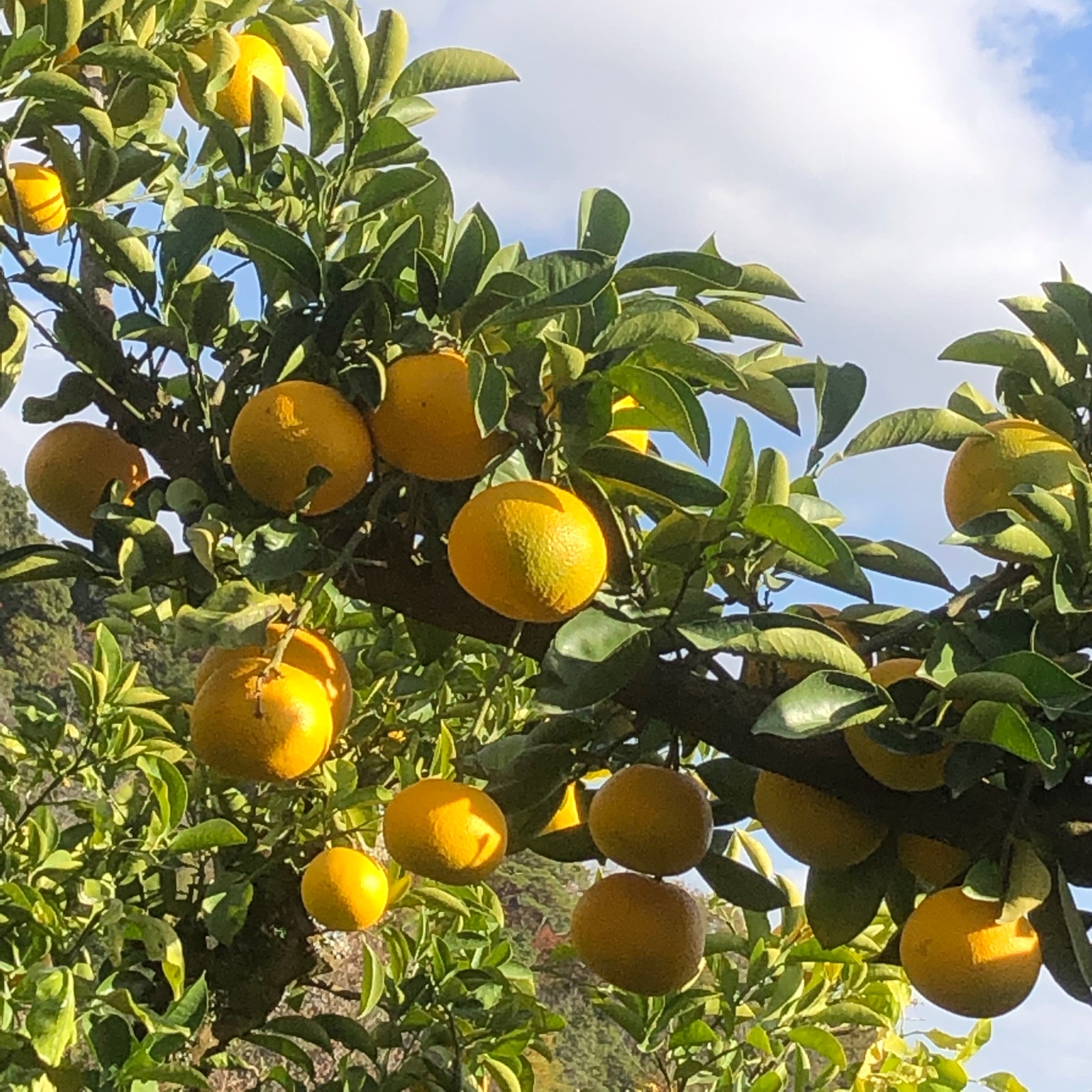 和歌山県産 藤田農園の八朔 10kg 送料無料 | 果物/オレンジ・その他