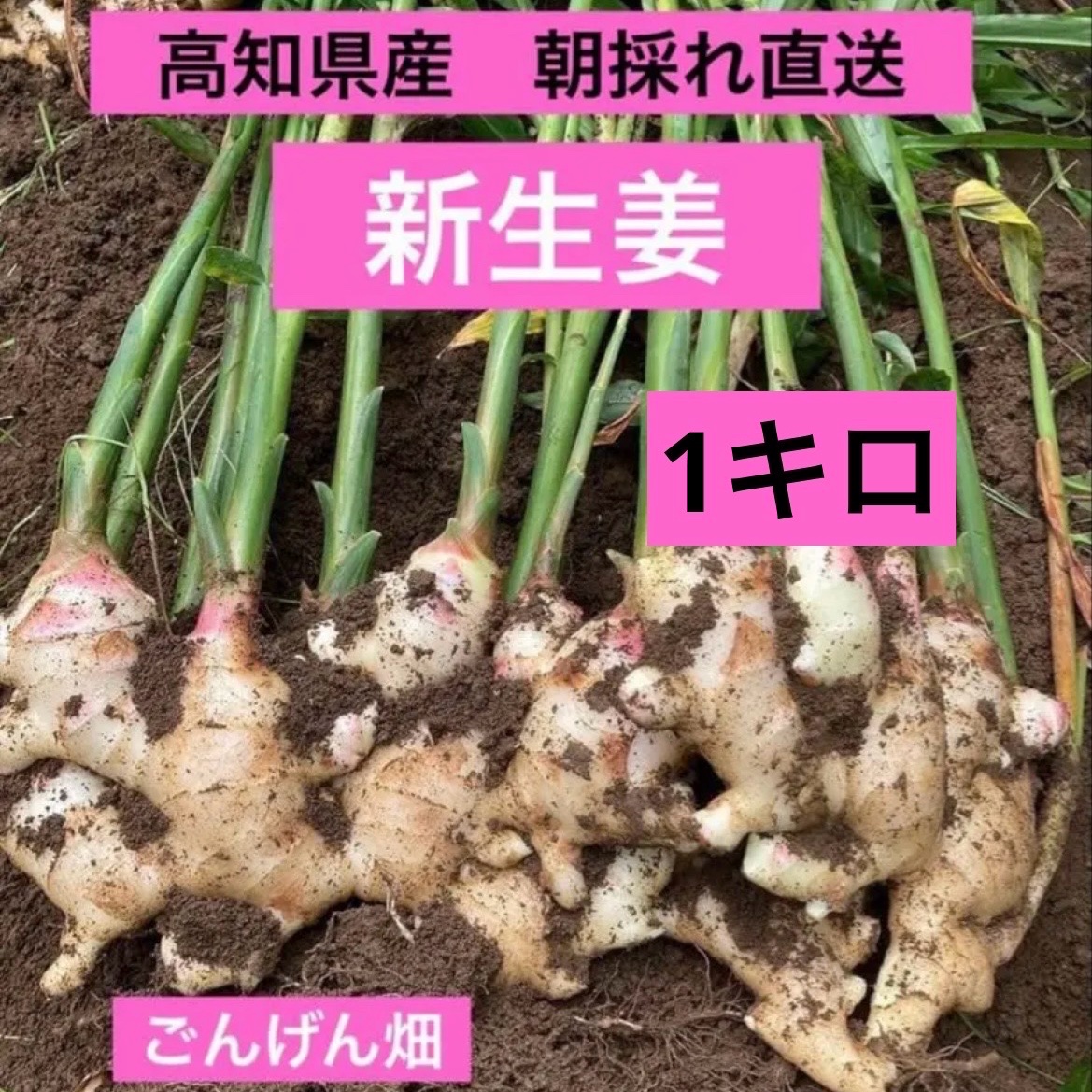 高知県産 朝採れ直送 新生姜1キロ ｜ 野菜/薬味 産直アウル 農家・漁師