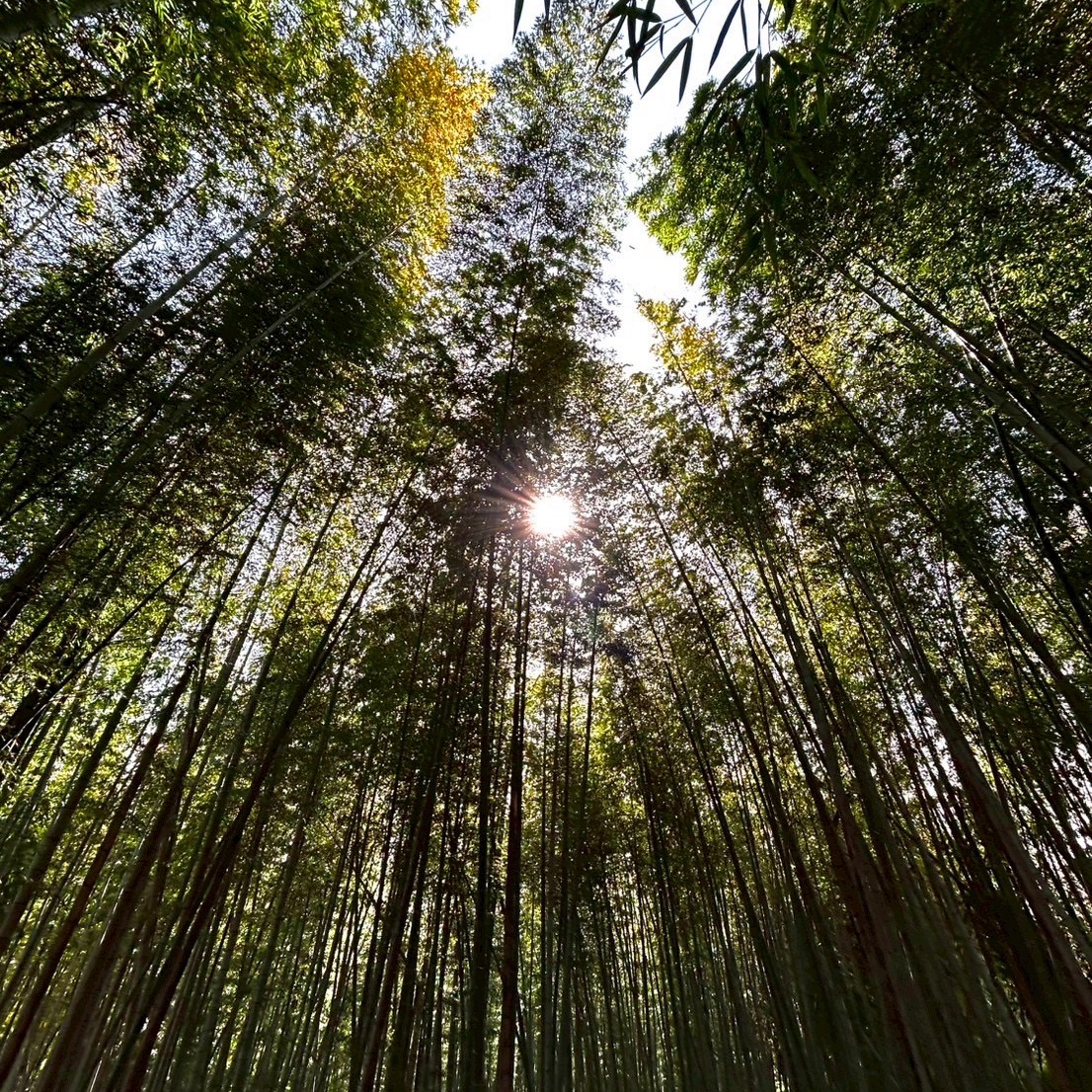 朝掘り当日発送】えぐみほぼ無し“黄金たけのこ”柔らかく甘い春の味覚