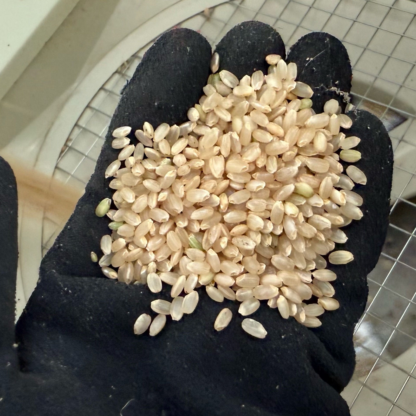 産直】【数量限定】白米10kg 心を込めて古和の米 令和7年産 ｜ 米 