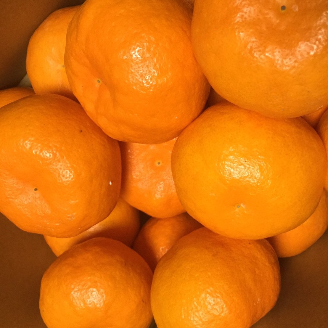 115”甘すぎる　希少品種あすみ　せとか　セット　有田産　果物　みかん 驚きの美味しさ、あすみ（希少）3キロ | 果物/オレンジ・その他みかん