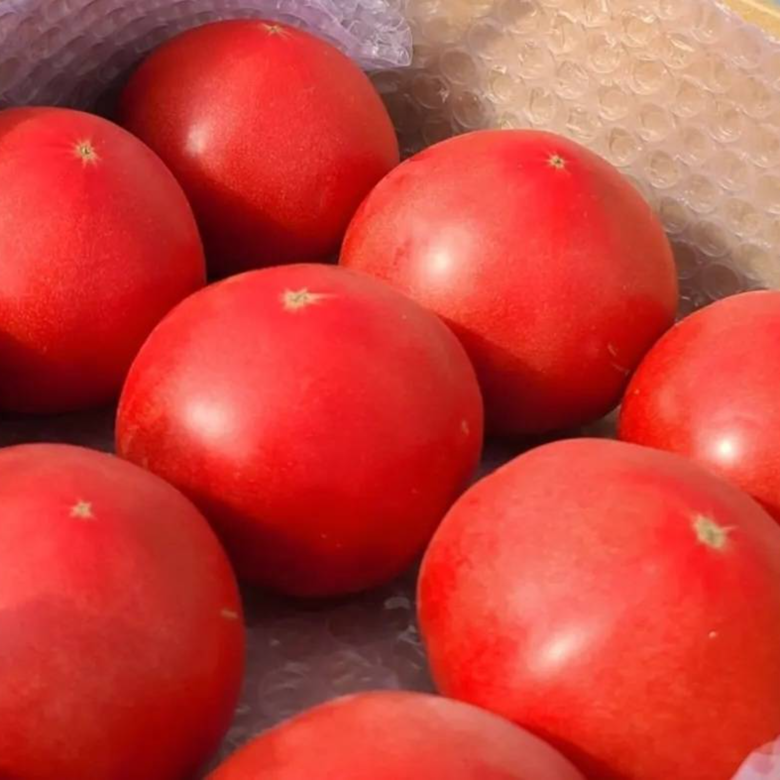 前田農園 トマト 桃太郎 1箱（約2kg8個～12個） | 野菜/トマト 産直