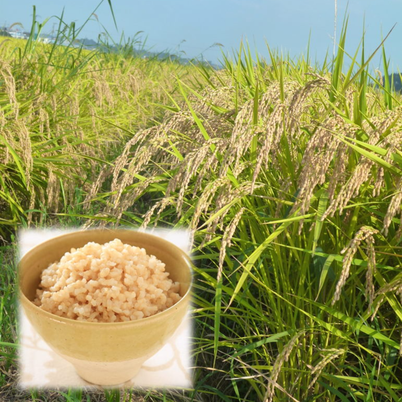 令和6年産】ドリームファームのこだわり白米5kg【送料込】
