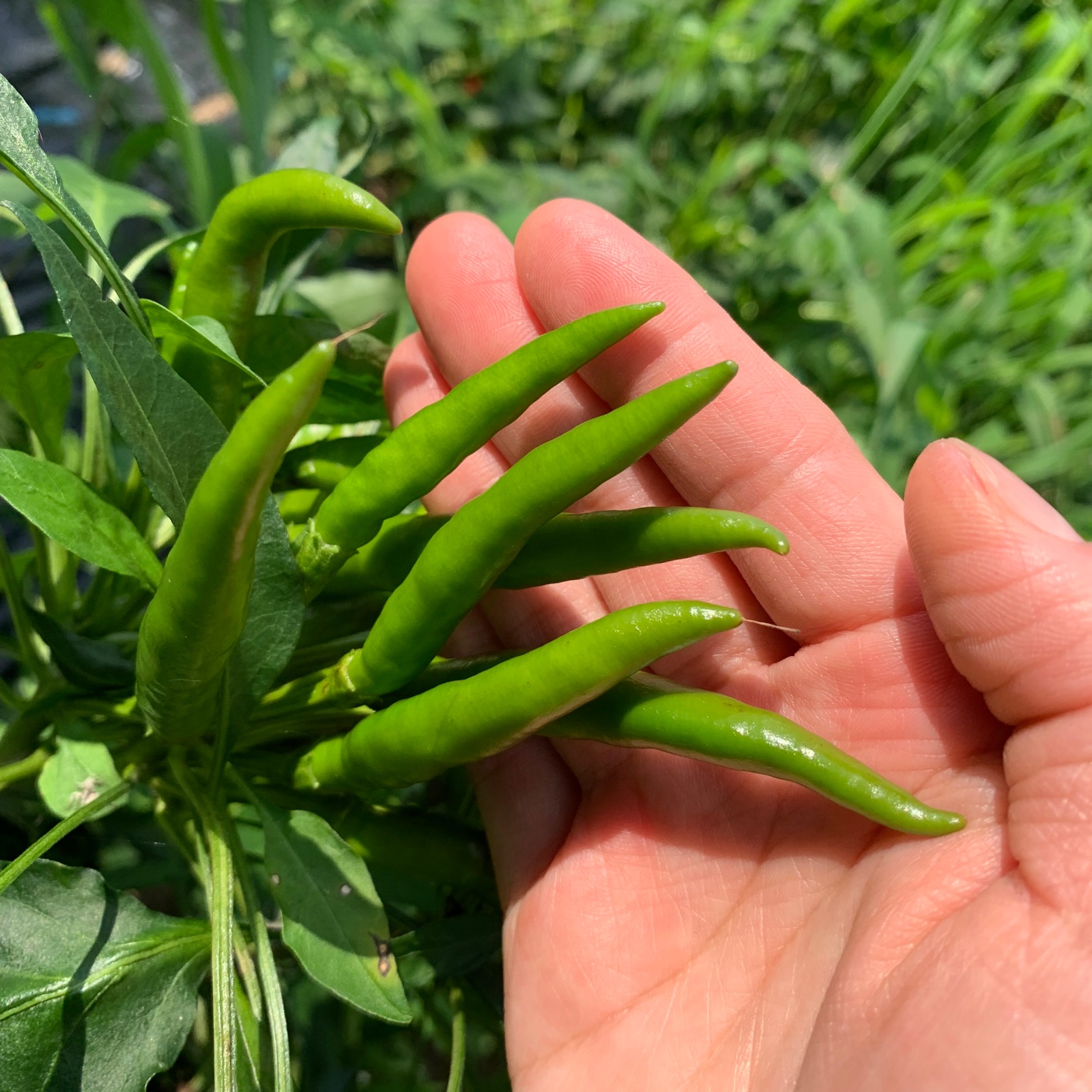 ゆうパック送料一律発送】激辛！生青唐辛子 1kg | 野菜/スパイス 産直