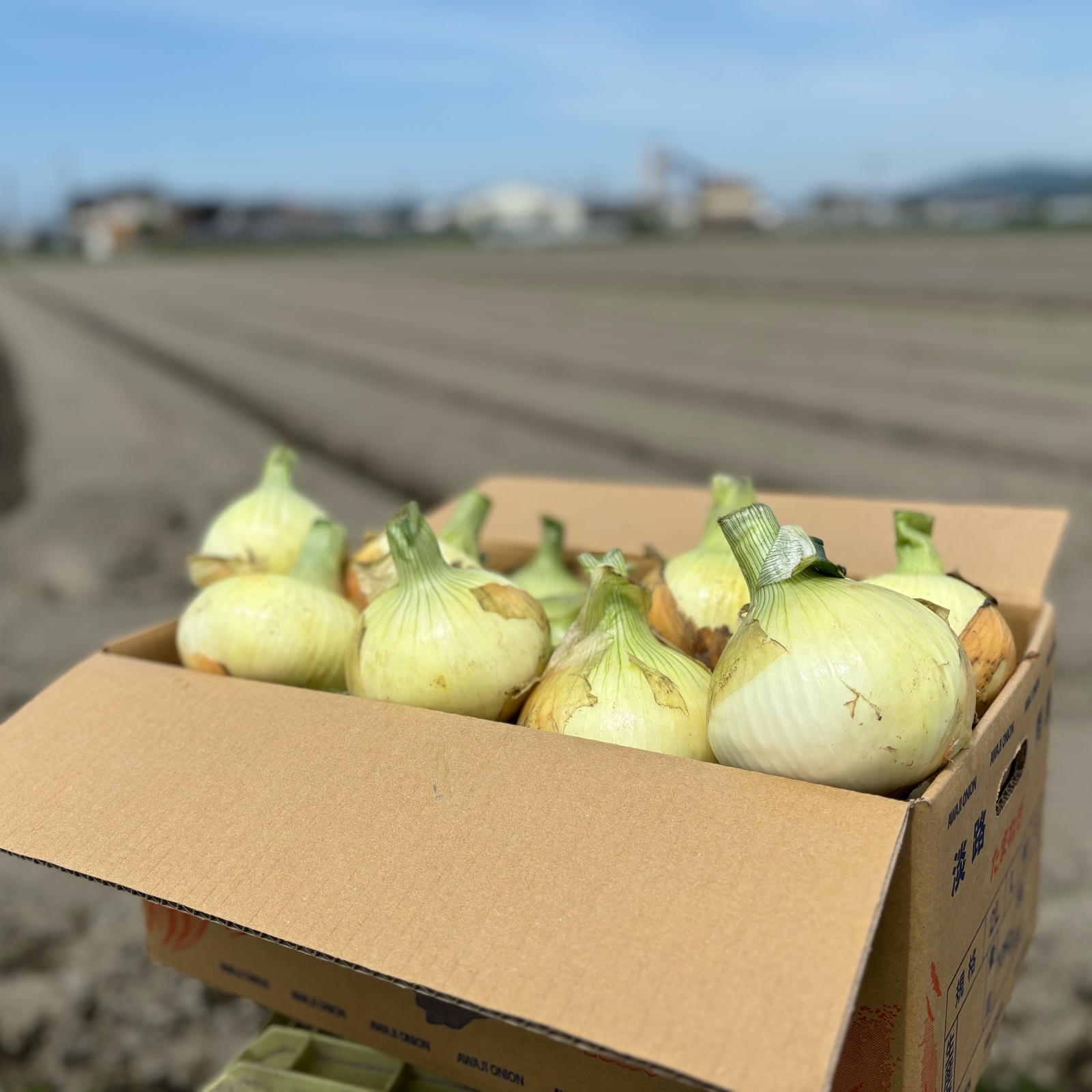 淡路島春の新たまねぎ♪3kg七宝(中村農園お試しセット！) ｜ 野菜