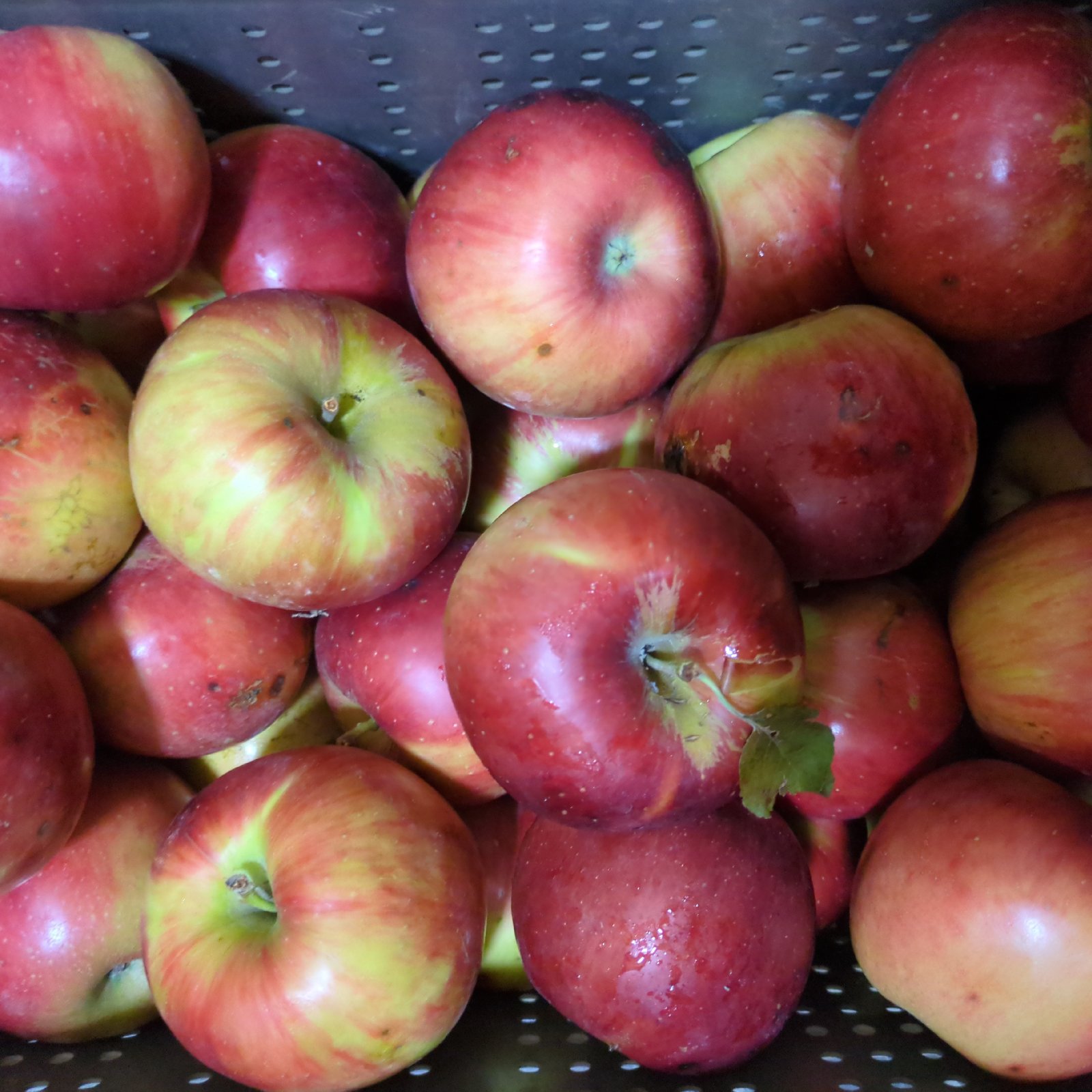 特別栽培.葉取らずりんご【訳あり加工用🍎紅玉】約9Kg詰め込み 【箱数