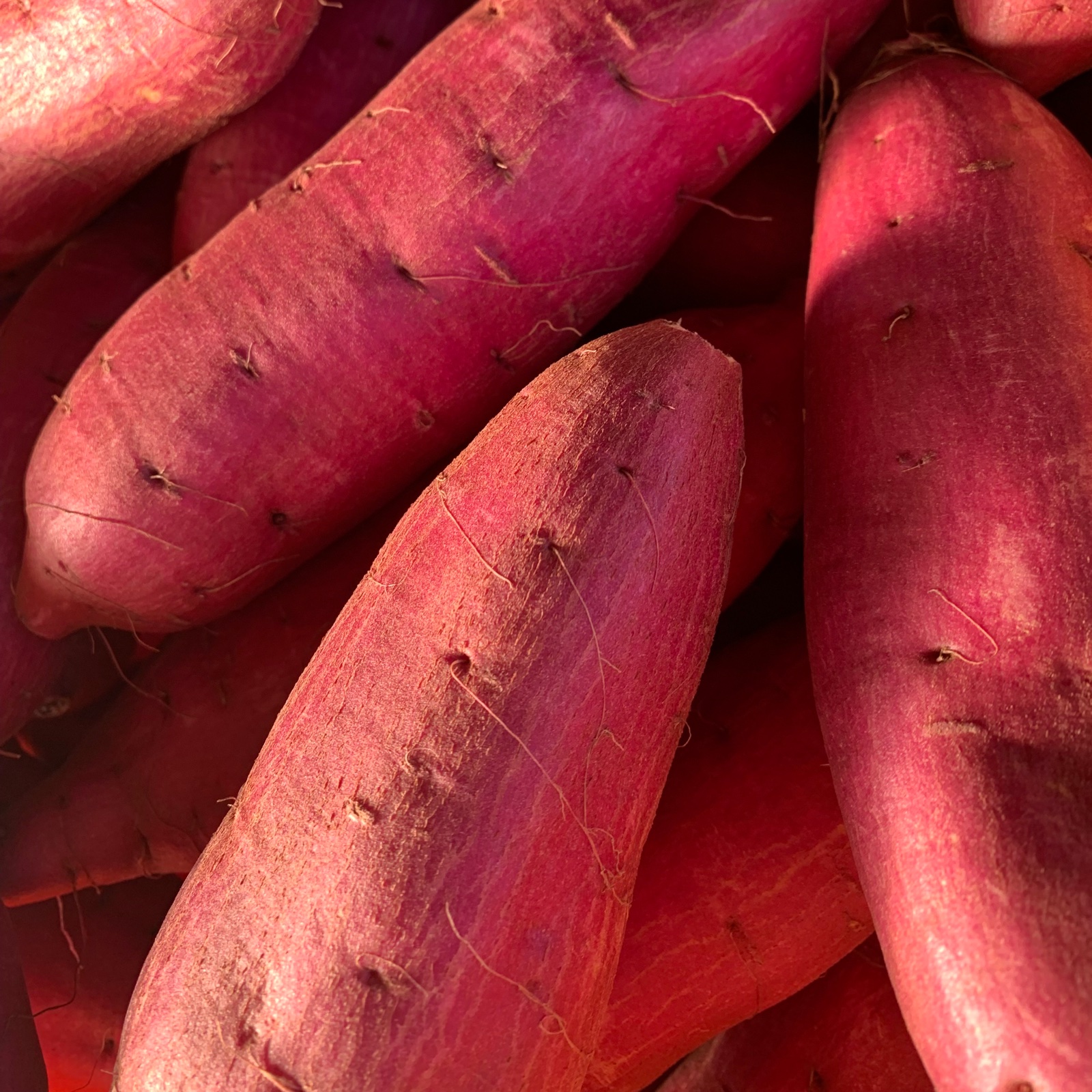 千葉県産シルクスイートM 15㎏　3.4.5 シルクスイート M•5kg 】千葉県成田市産 さつまいも シルクスイート M