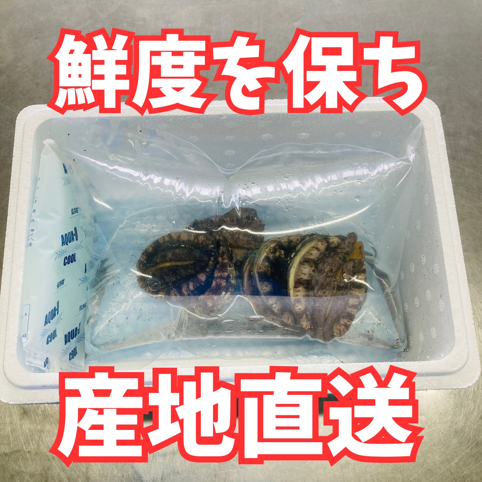 北海道松前産 天然 活アワビ 特大3Lサイズ1kg あわび ｜ 魚介類/アワビ