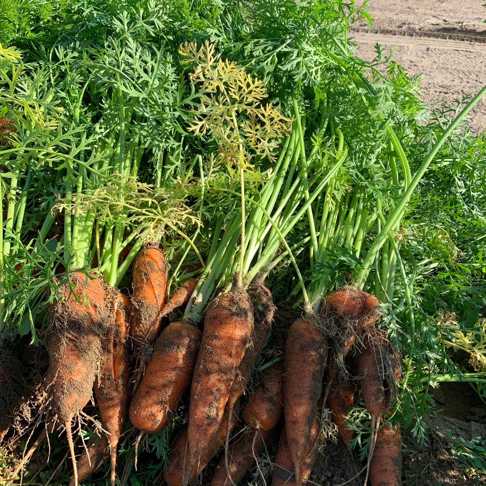 やまもと農園の人参 | 野菜/人参 産直アウル 農家から直接野菜などの