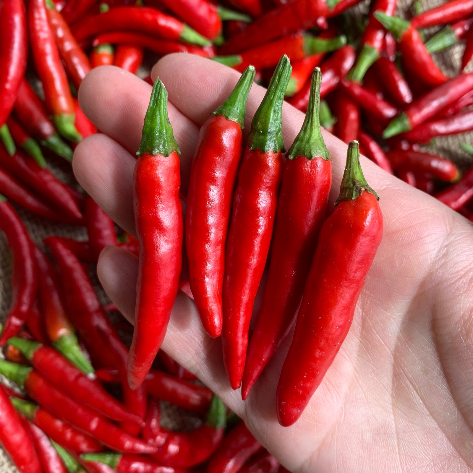 レターパック発送】激辛！生赤唐辛子 150g | 野菜/スパイス 産直