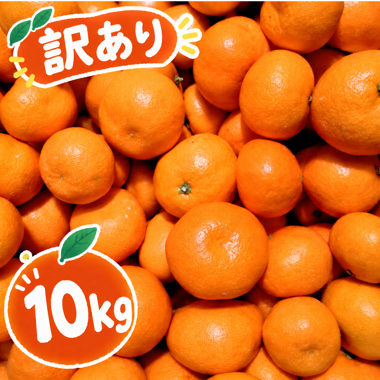 訳あり】愛媛みかん 10kg ひとくちで恋する 濃い味みかん ｜ 果物/温州