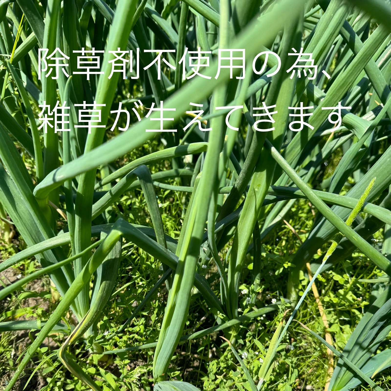 玉ねぎ 育苗中農薬不使用 値下げ 小玉】農薬、除草剤不使用 淡路島紫玉ねぎ 赤玉ねぎ5kg 彩り×美容