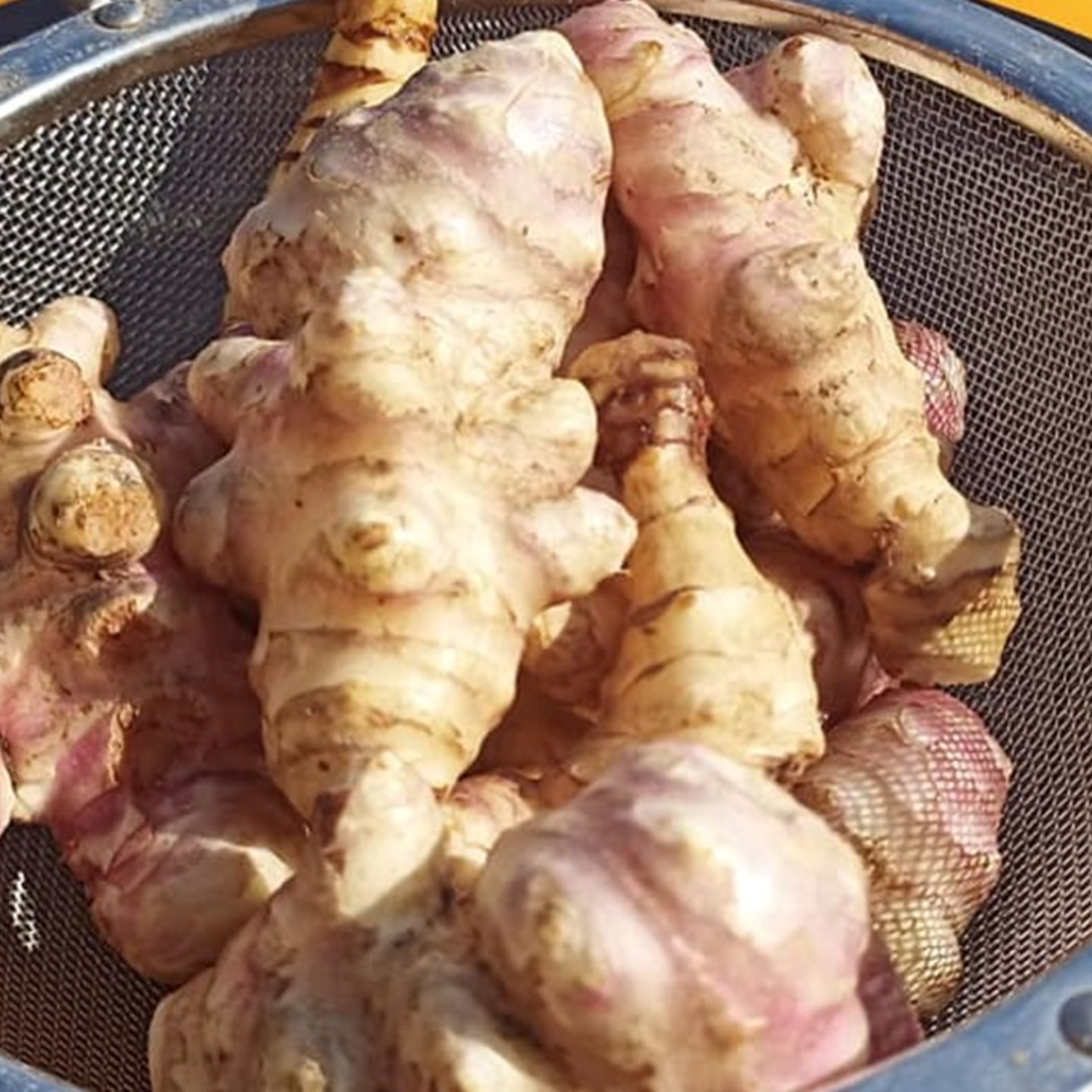 菊芋20kg+α　化学肥料使用なし　農薬使用なし
