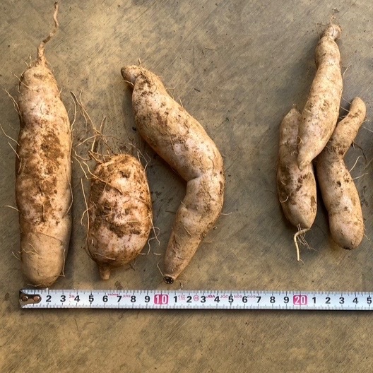 標高1000mで育ったムラサキ芋🍠 ひげ根土付き | 野菜/さつまいも 産直