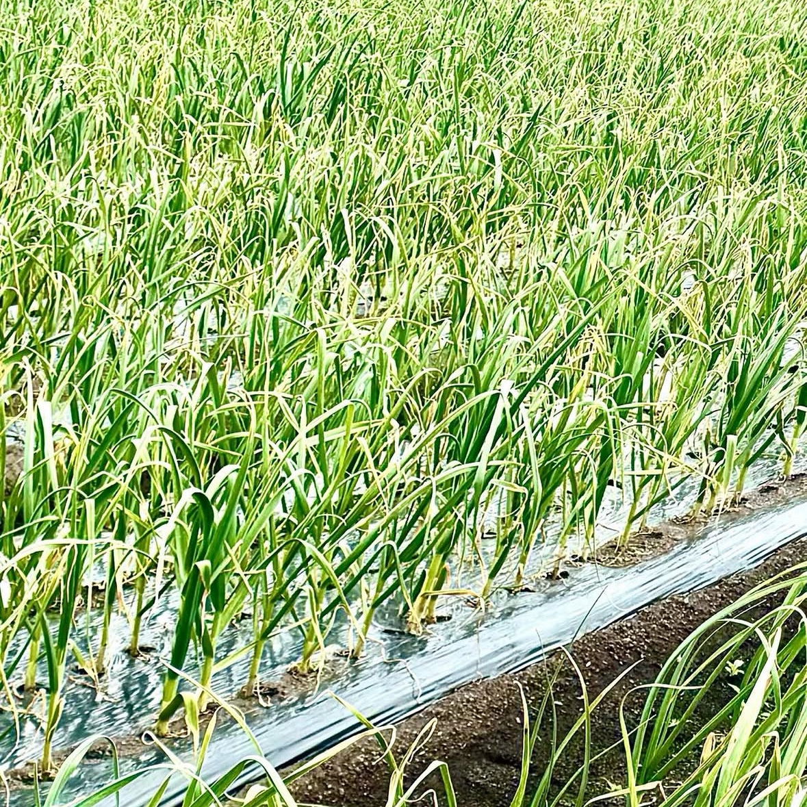 令和8年度 群馬県産 平戸にんにく 有機肥料栽培 化学農薬・除草剤不