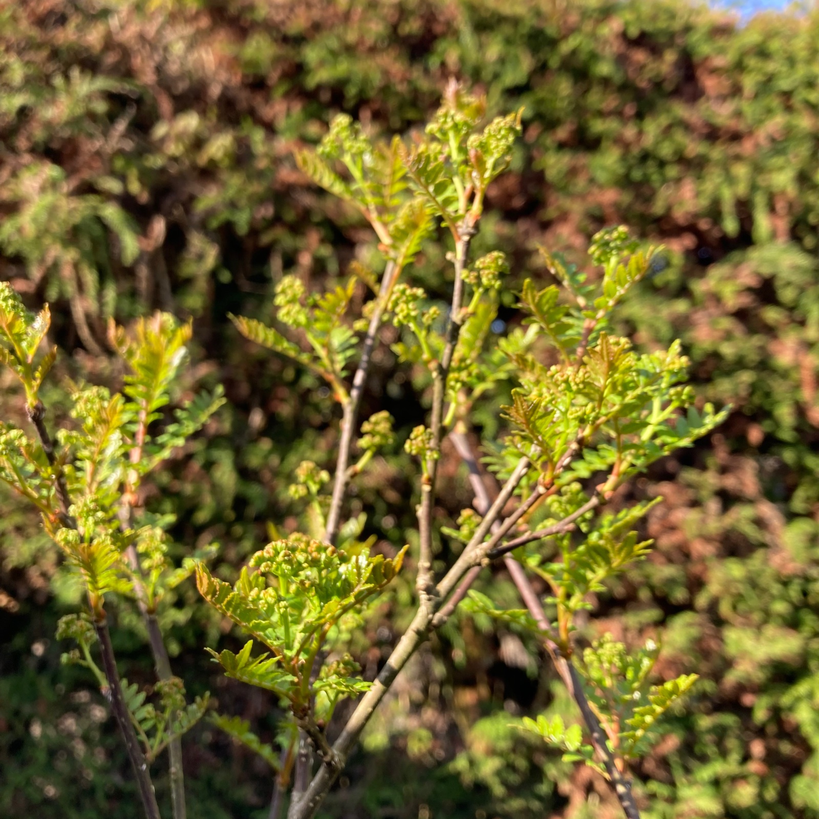 予約販売品 京都産 花山椒 50g | その他/食用花 産直アウル 農家から