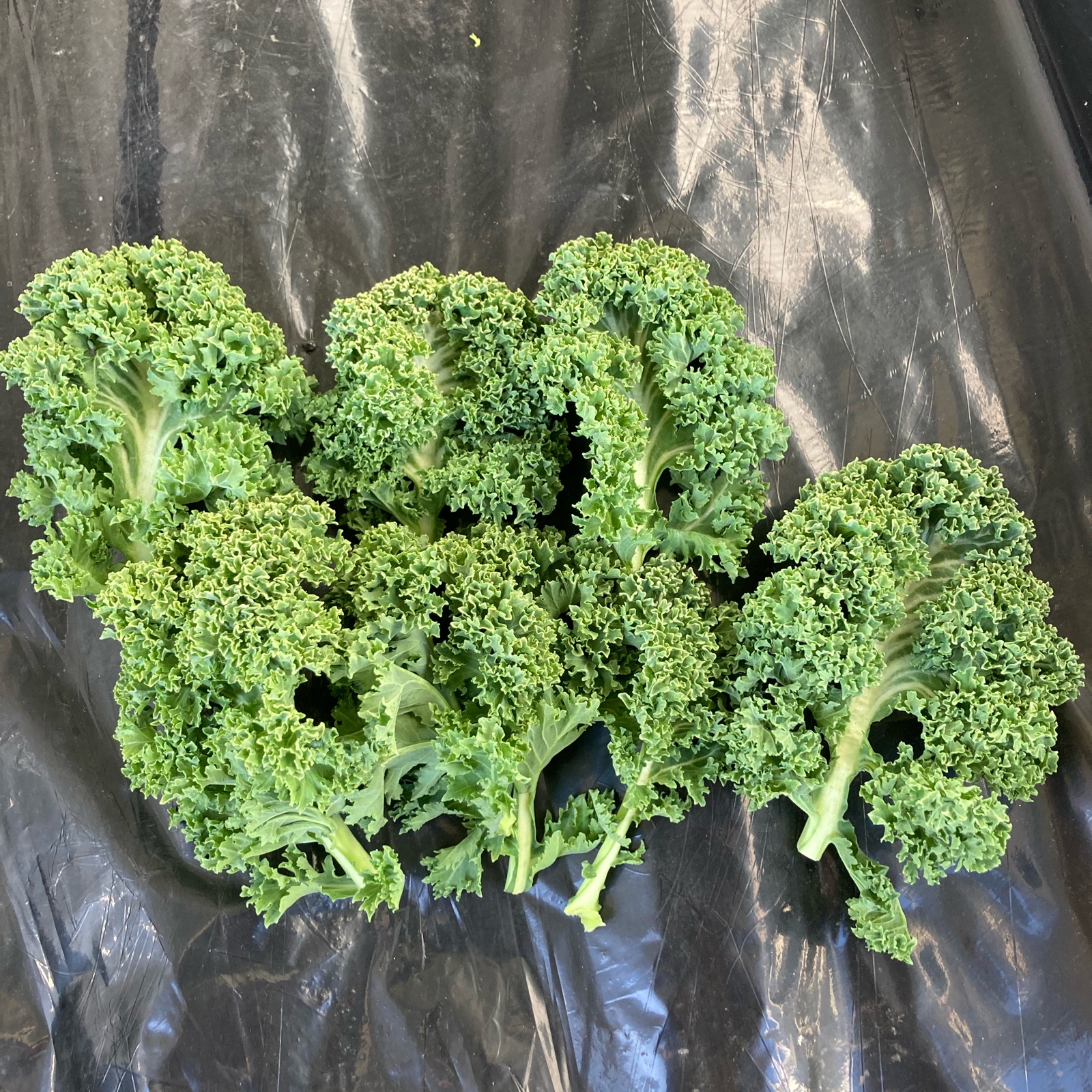 越冬物）信州産サラダケール 1kg（冷蔵便） ｜ 野菜/葉物 産直アウル 