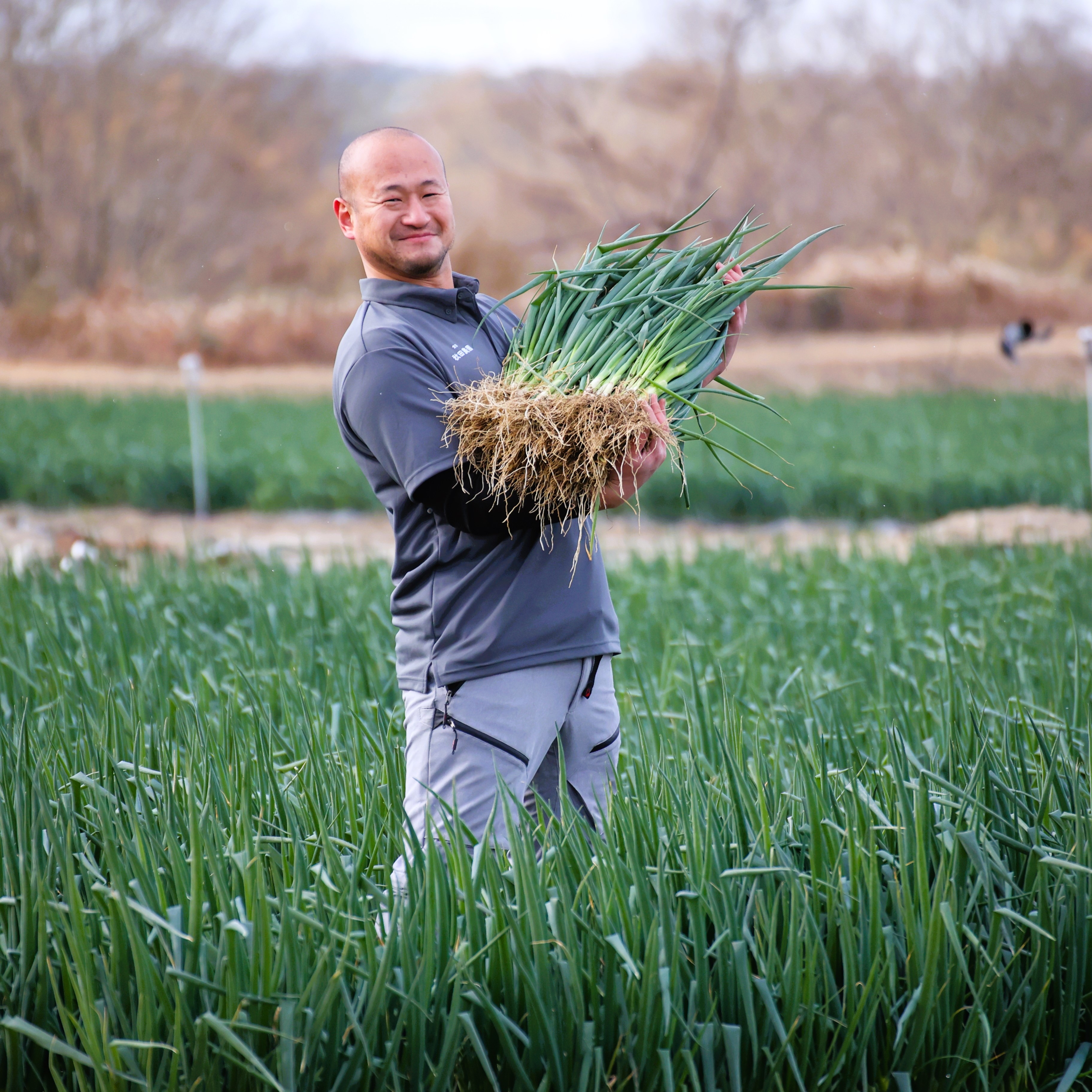 京都府産 九条ねぎ苗 1000本　農家直送　無農薬 京都府産 九条ねぎ苗 1000本 農家直送 無農薬 京都府産 九条ねぎ苗