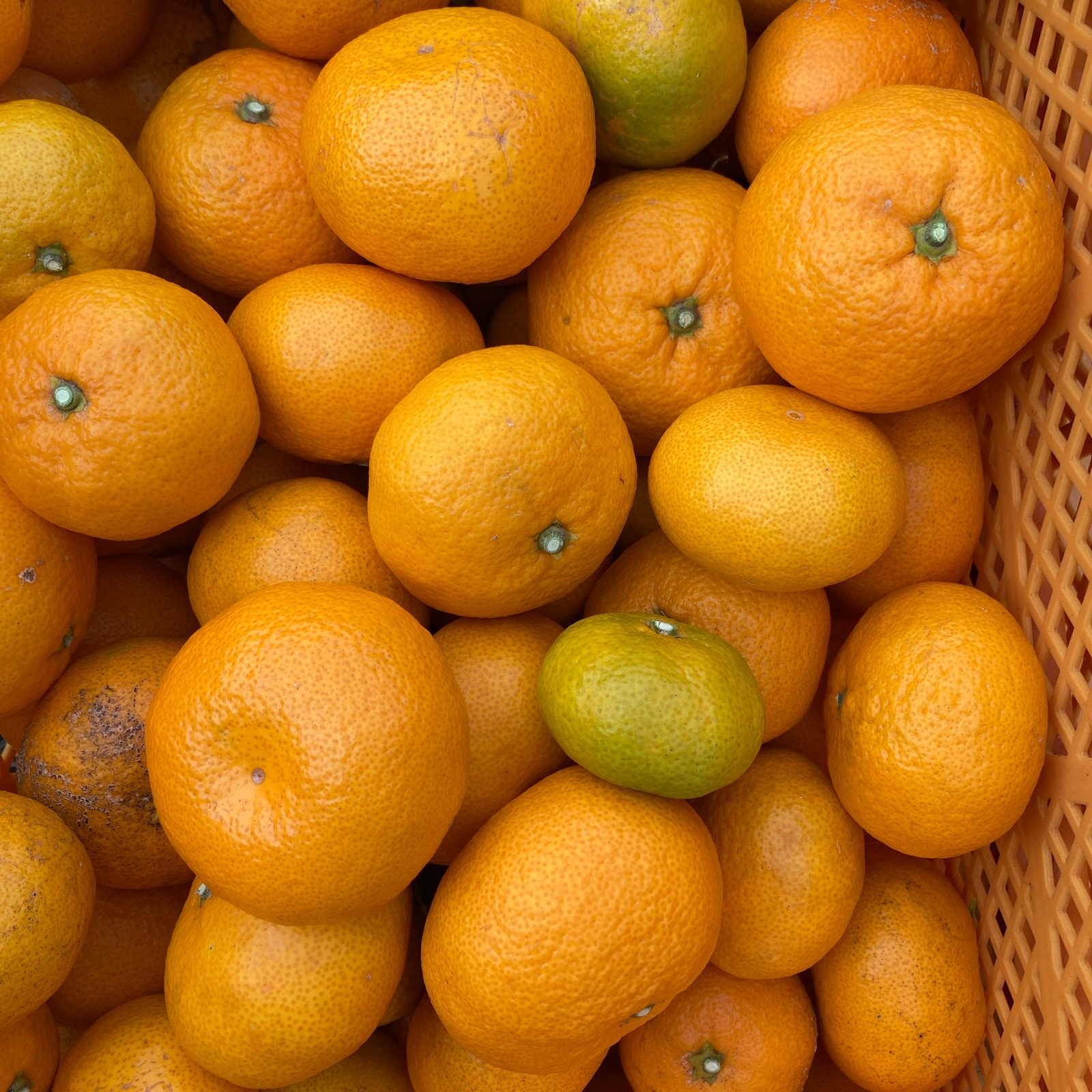 みかん10キロ 訳あり 神奈川県産みかん🍊10kg ｜ 果物/温州みかん 産直アウル 農家