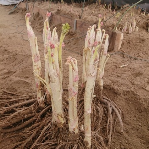北海道産天然山ウド。5キロ UP。増量発送。 imgrc0065453926.jpg