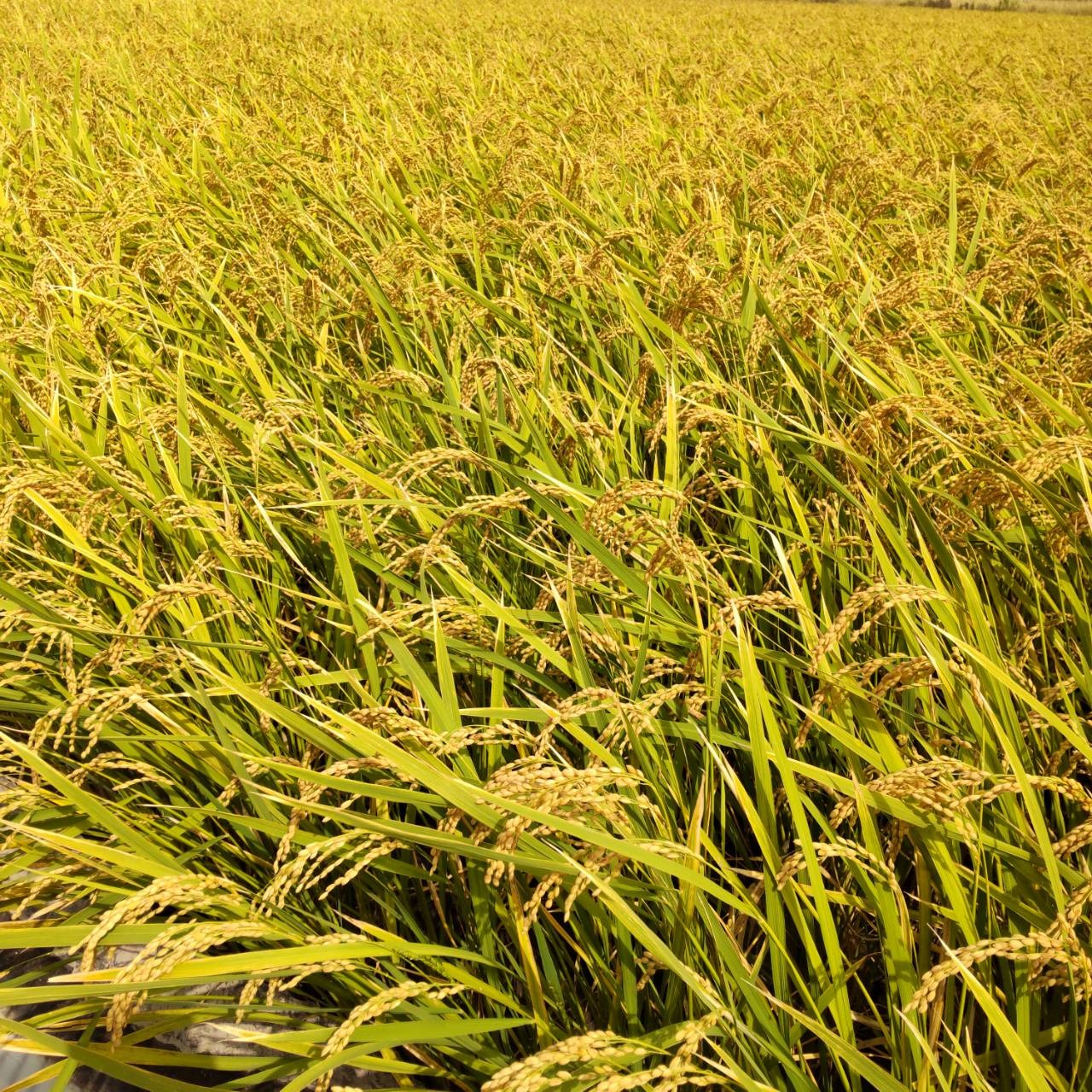令和7年産 キヌヒカリ 玄米 15kg ｜ 米・穀物/玄米 産直アウル 農家