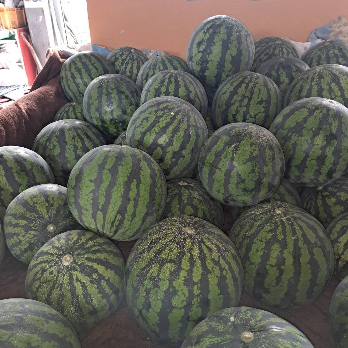 山形県産 すいか 羅皇ザ・スウィート 6Lサイズ 家庭用 ｜ 果物/スイカ