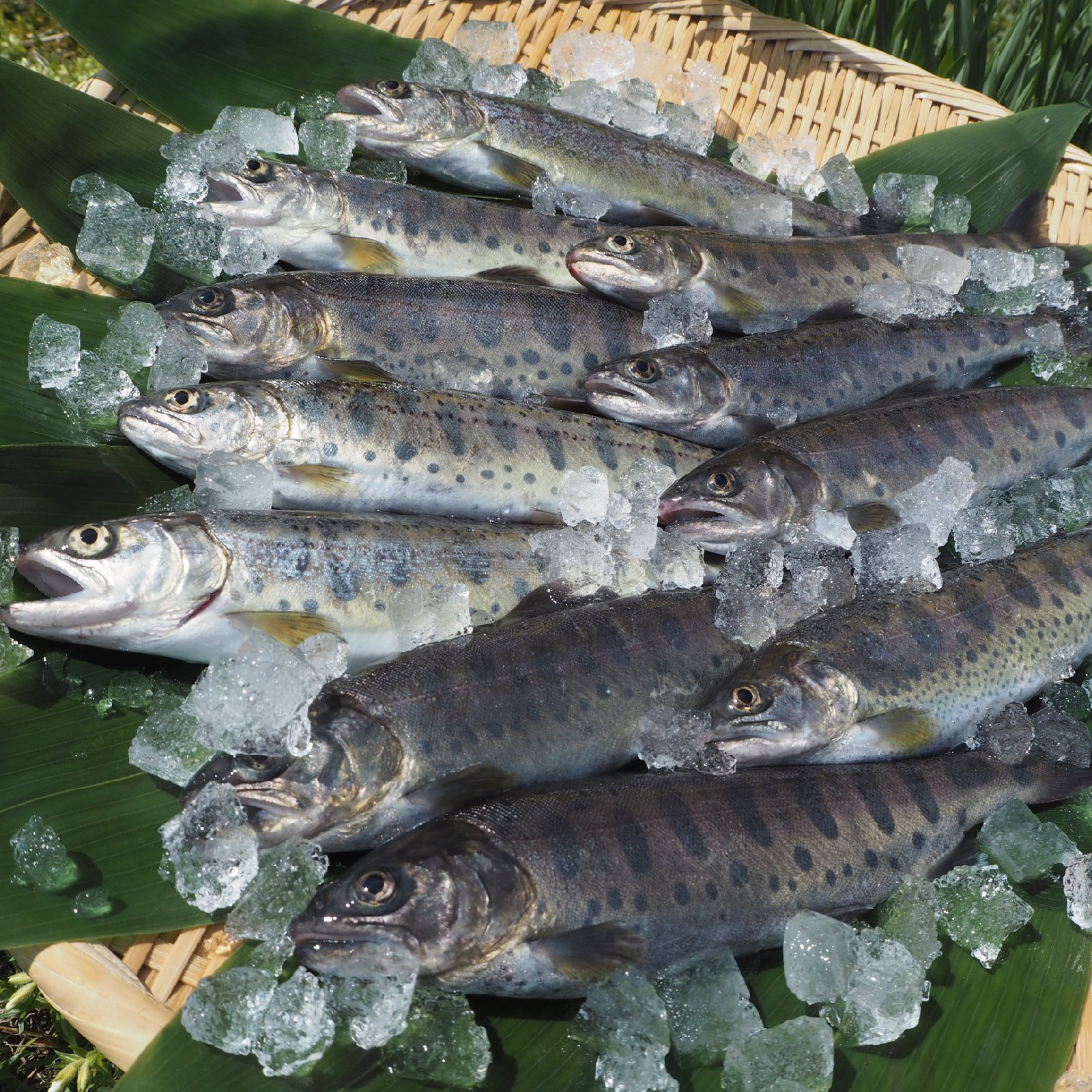 山女 ]ヤマメ 12尾入 ×4箱セット 冷凍 | 魚介類/川魚 産直アウル