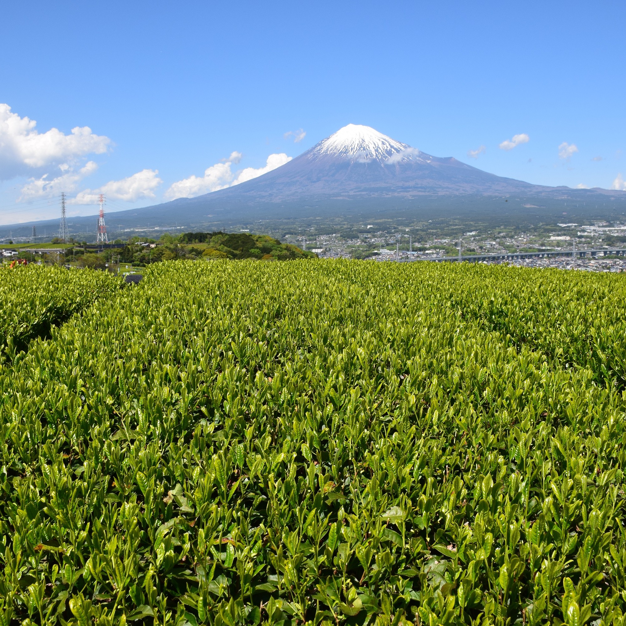 ラジオ出演記念特価【リーフ】希少品種さくらみどり 煎茶 100g 袋入