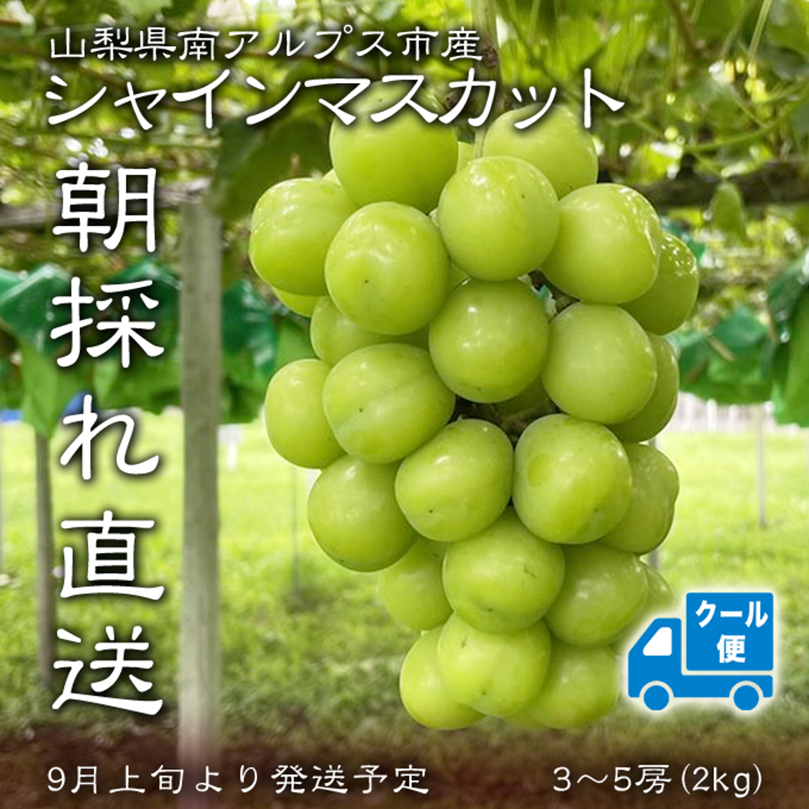 長野県産シャインマスカット 粒 ４キロ 長野県産】 シャインマスカット 贈答用 2.6kg（4房入り）：長野