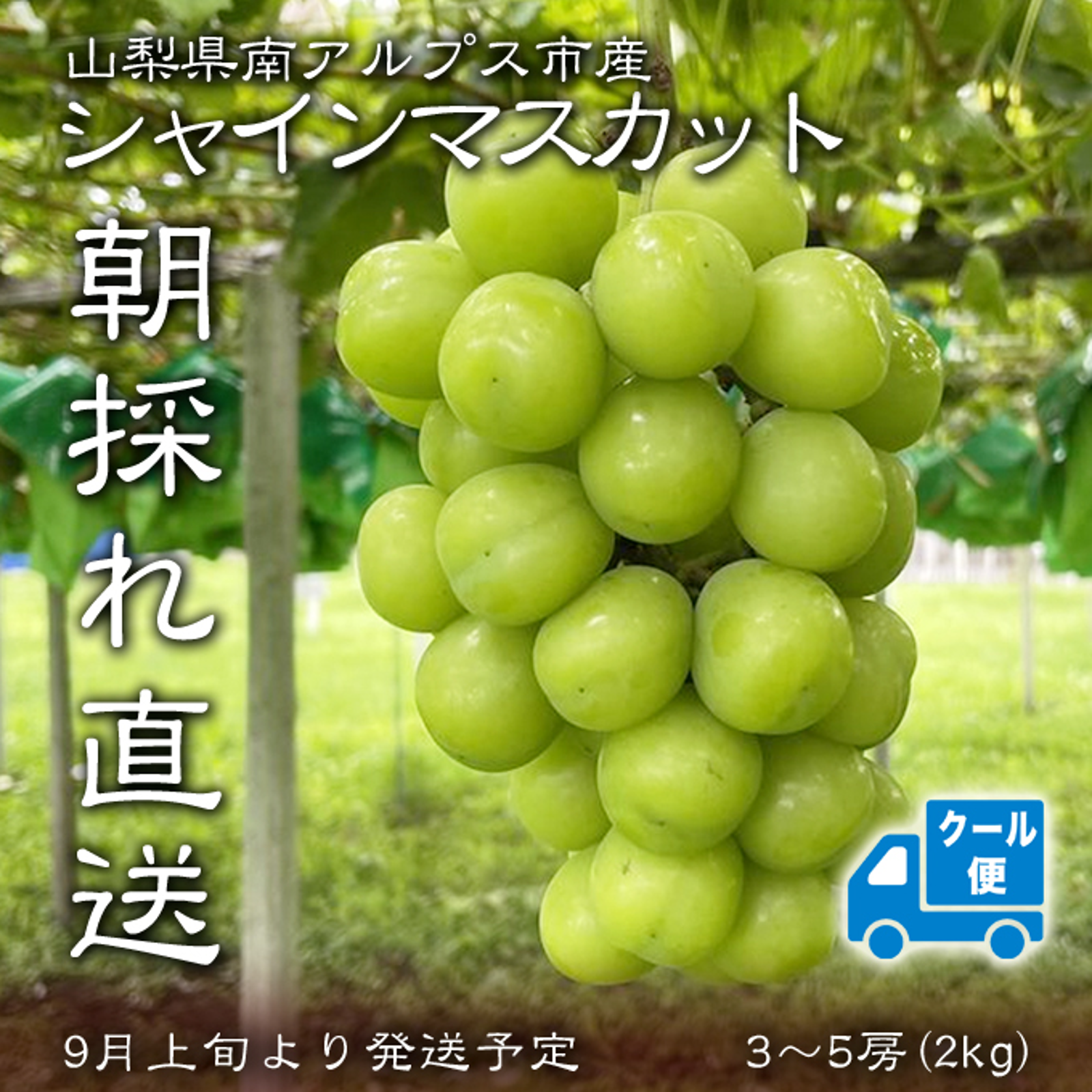 【敬老の日】【クール便】【山梨県産】シャインマスカット(種無し)2kg（3房から5房）【予約販売】