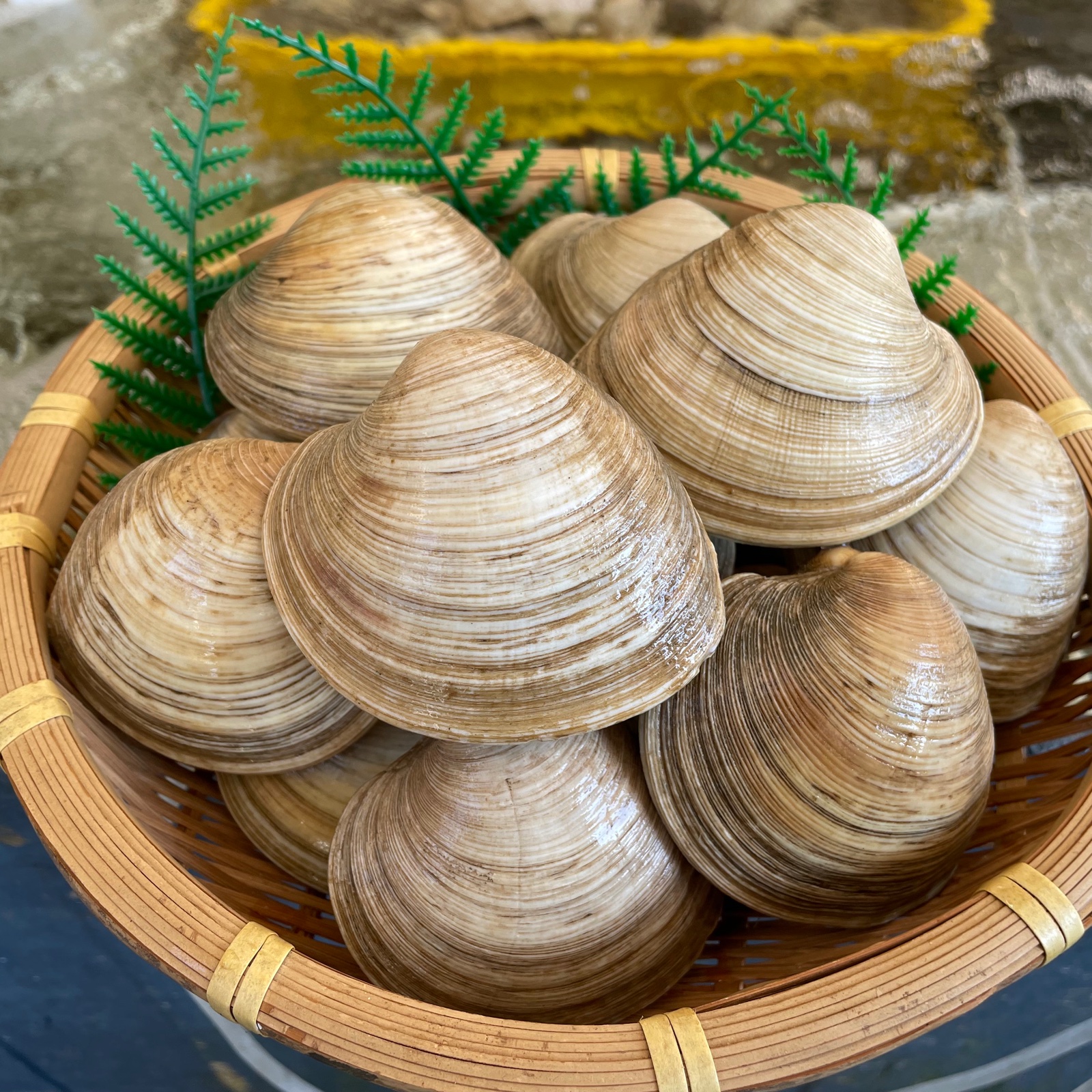 大きい　二枚貝 大きなホンビノス貝20玉+1kg&大きなホンビノス貝2kg ｜ 魚介類