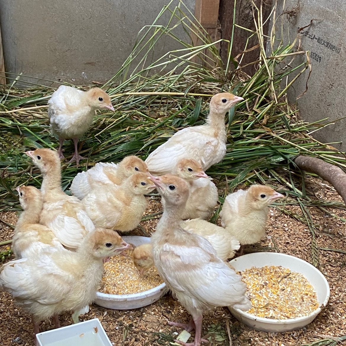 77bc4b6168dfbb56c3641b4f8039b4