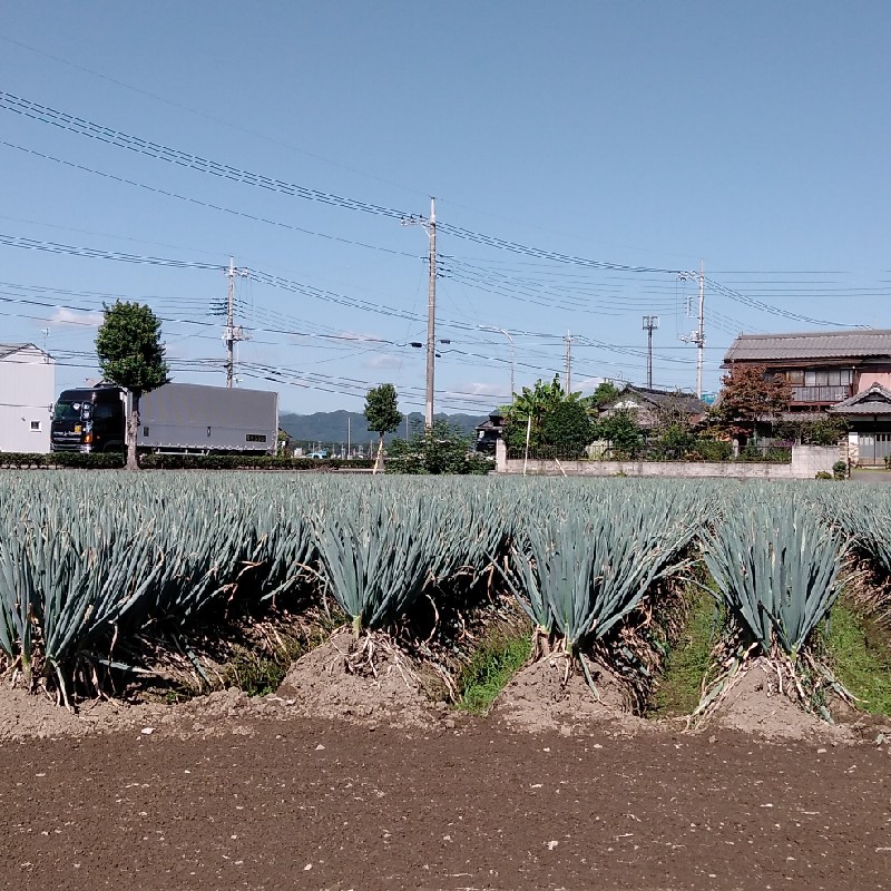 栃木県産 長ネギ ｜ 野菜/ねぎ 産直アウル 農家・漁師など生産者から