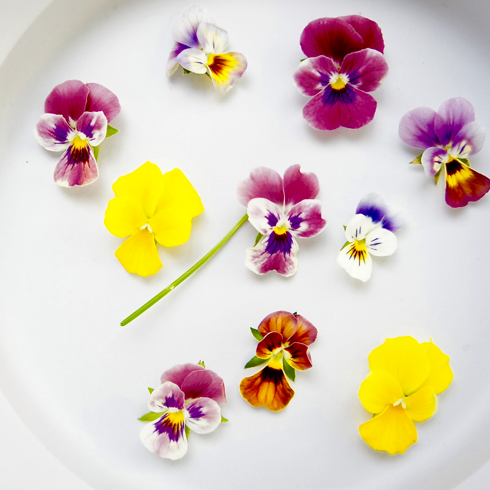 エディブルフラワー 食用花 ビオラ10輪 その他 食用花 産直アウル Owl 農家から直接野菜などの食材を購入できる産地直送の宅配通販サイト