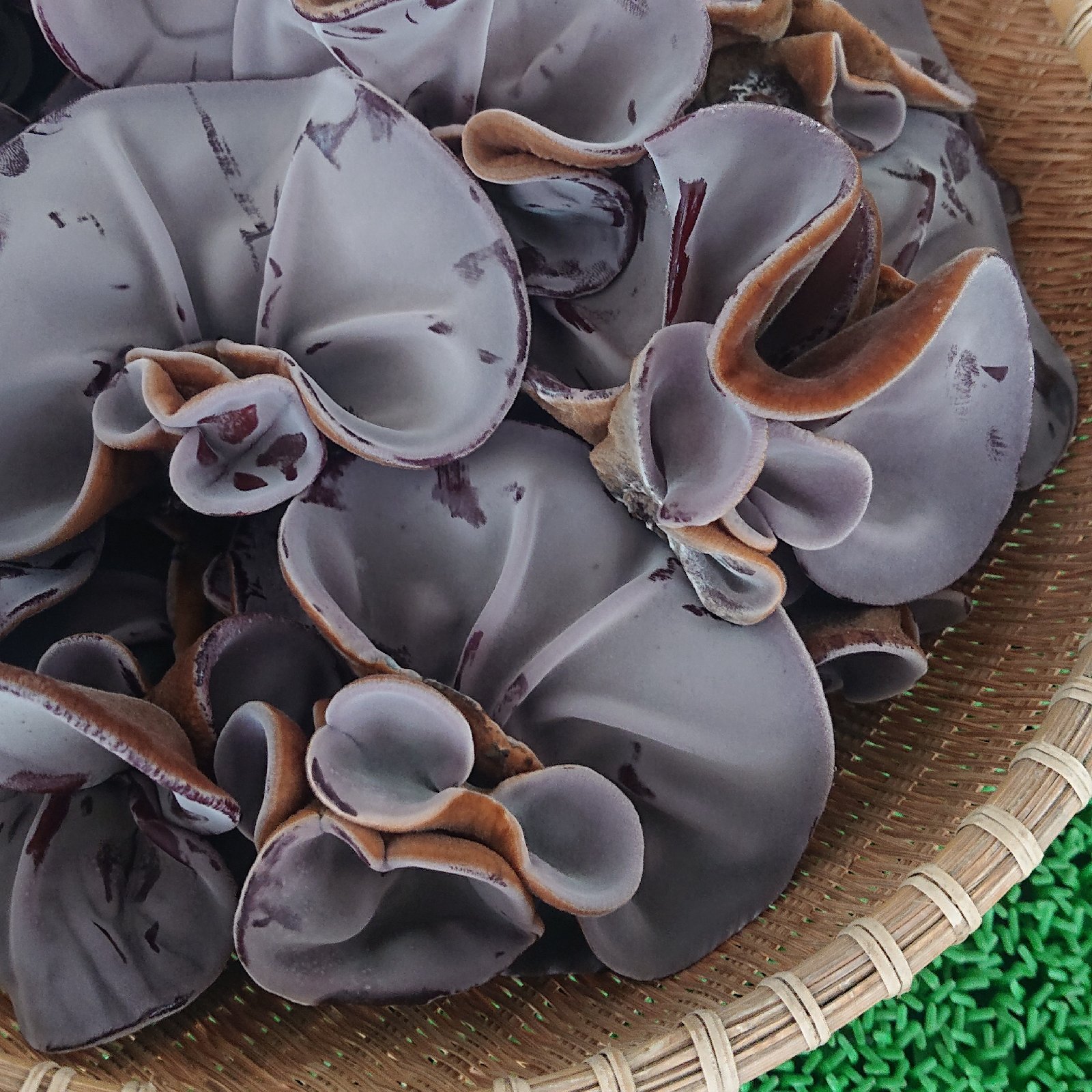 ともちゃん農園の朝採り生きくらげ200g×2パック | 野菜/きのこ 産直