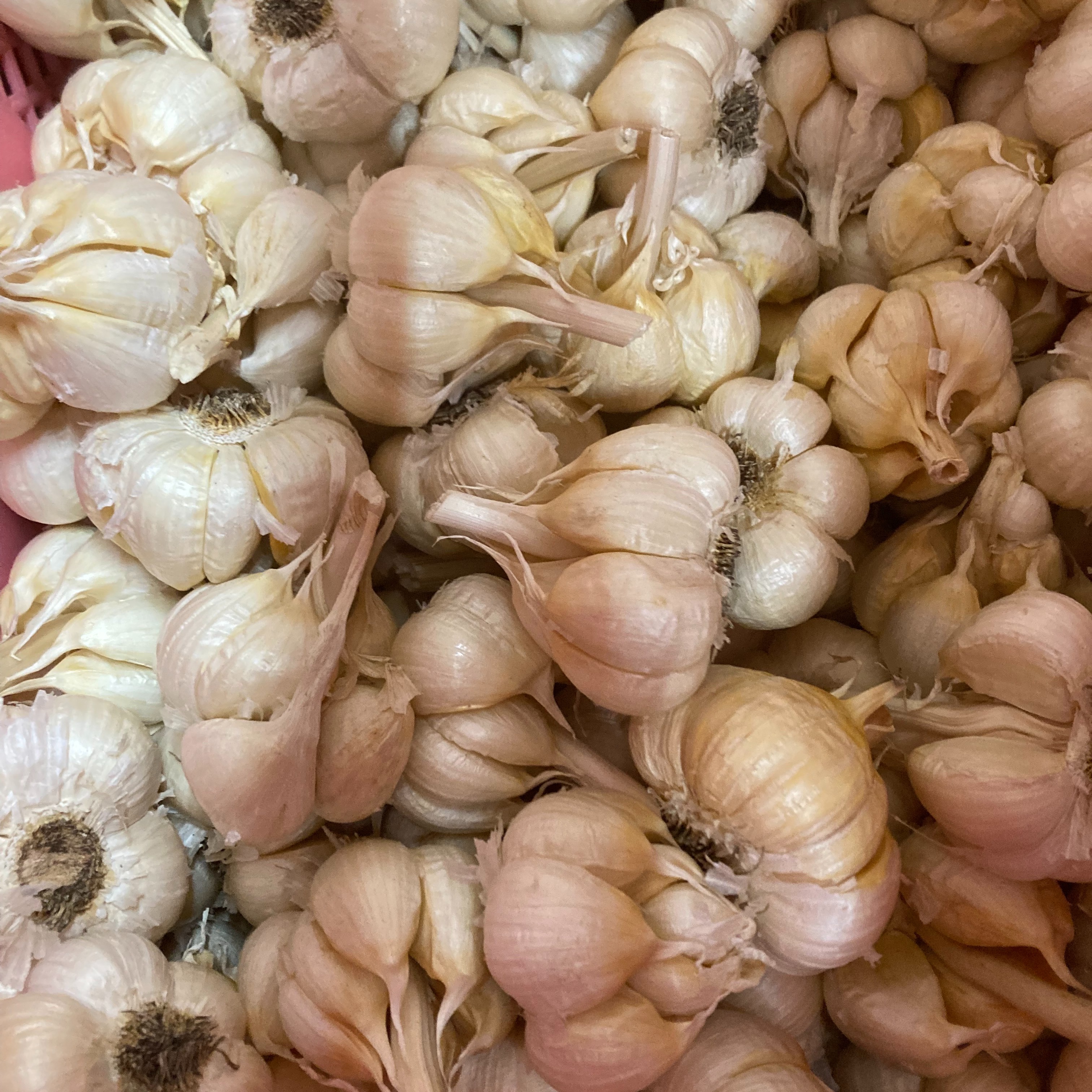 ノビル 天然 中玉 he ka品 5kg入り 年末特別大SALE！『あきたしらかみにんにく』5kg送料込みで9980円