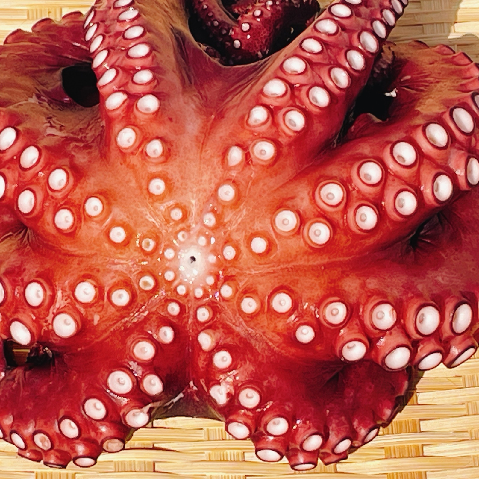 タコ 岩手県田野畑産】 蒸し真タコ 約3kg | 魚介類/タコ 産直アウル 農家