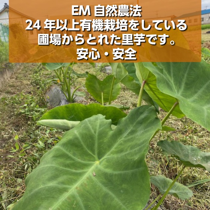 無農薬・JAS有機栽培 里芋「サトイモ」さといも 1kg ｜ 野菜/里いも