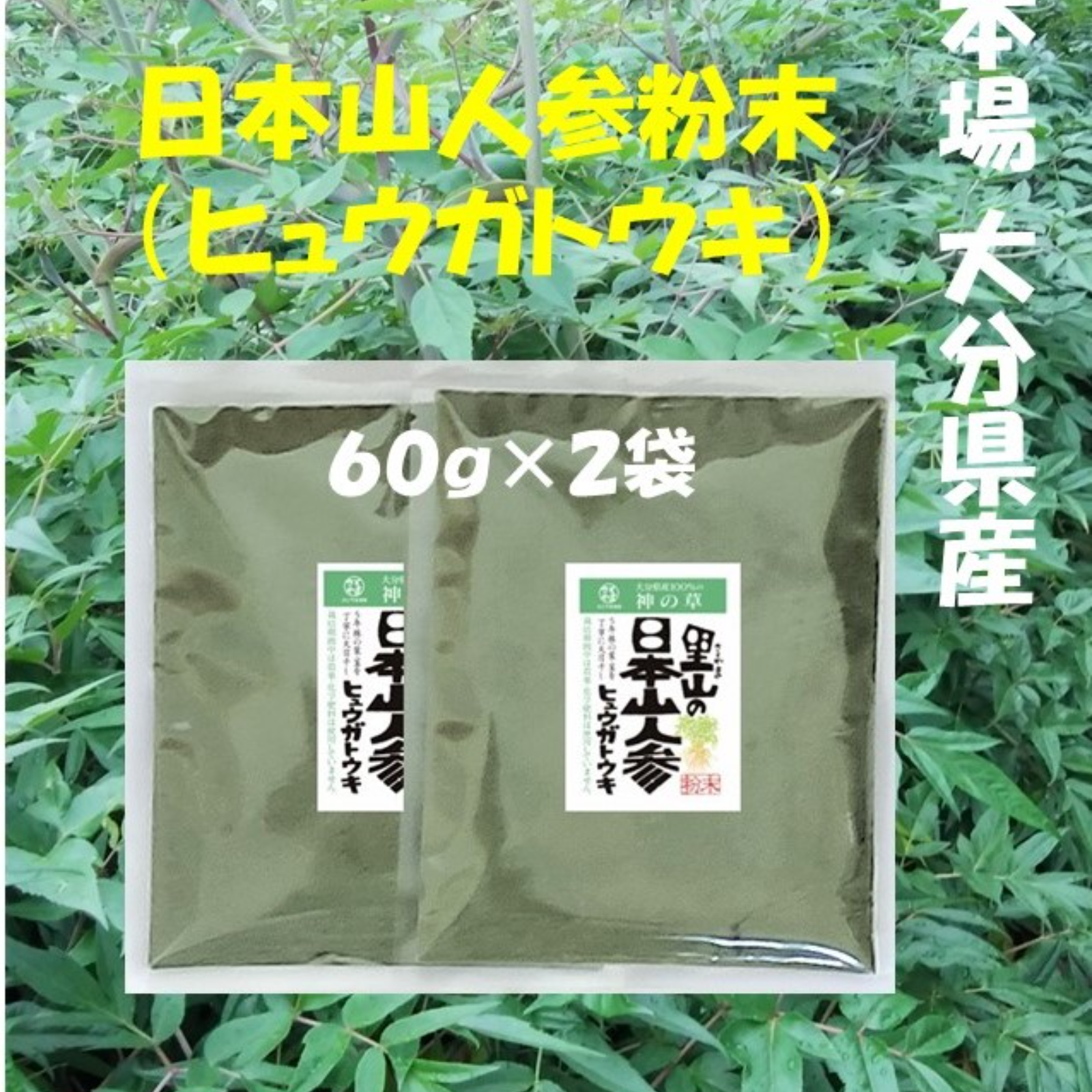 日本山人参　ヒュウガトウキ　大株10株 日本山人参(ヒュウガトウキ）粉末60g×2袋 ｜ お茶/その他のお茶